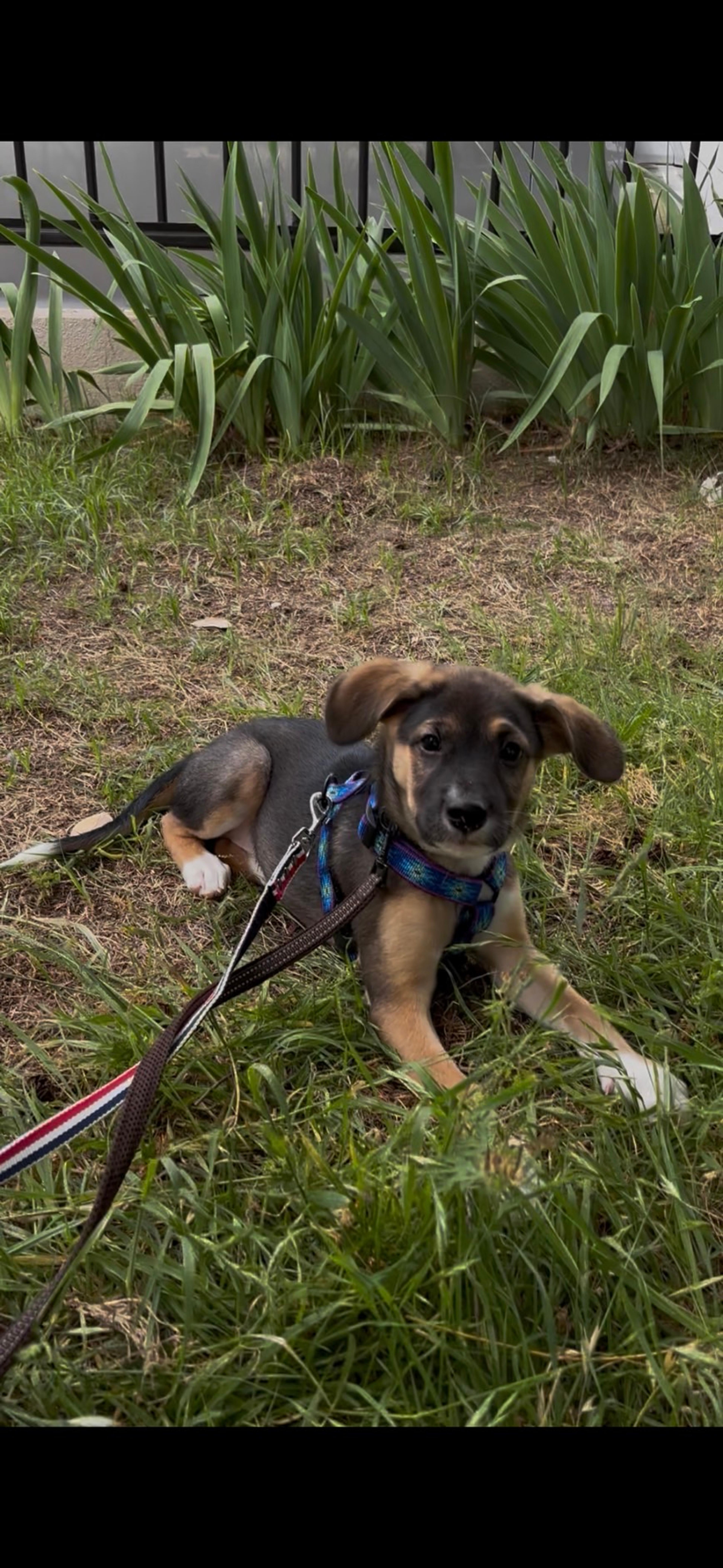 pet-image-2