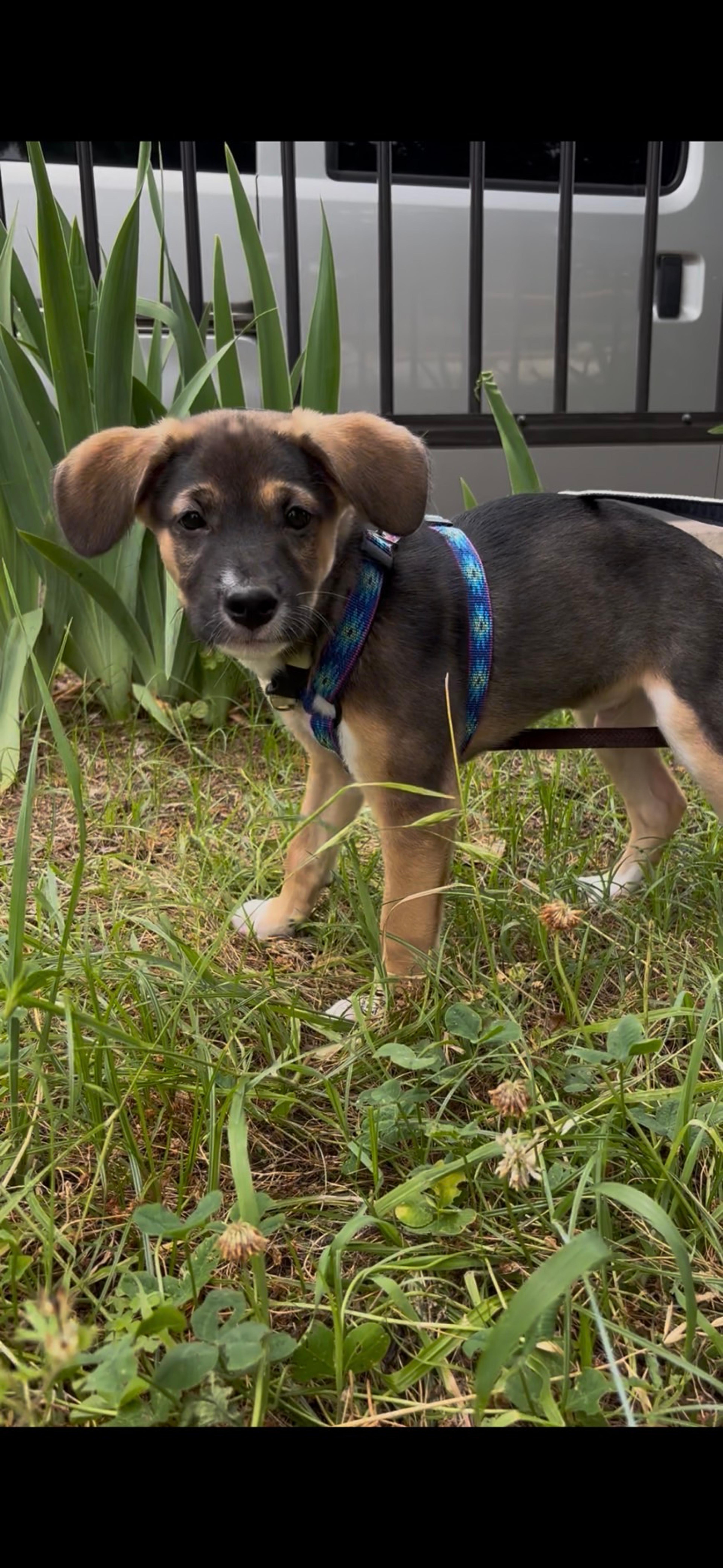 pet-image-3