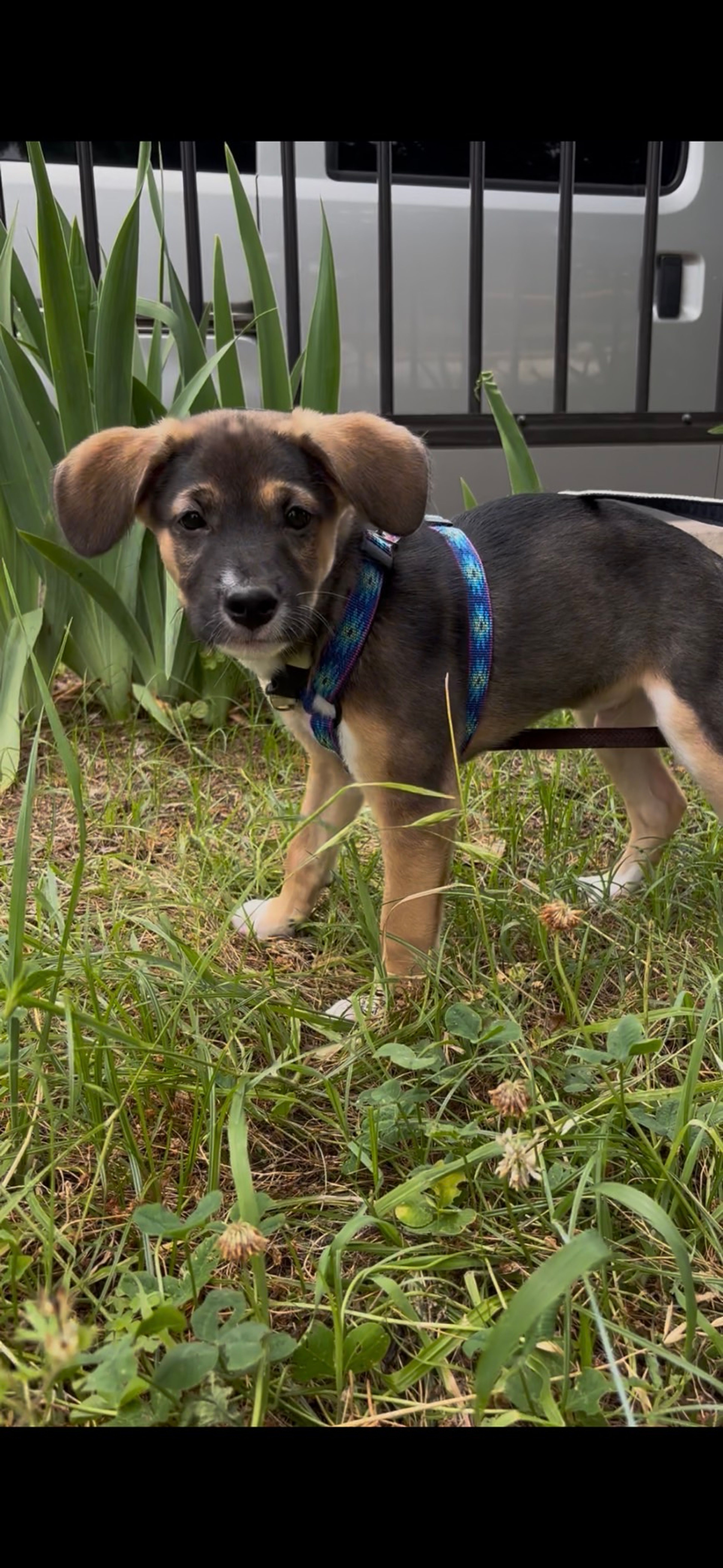 pet-image-3