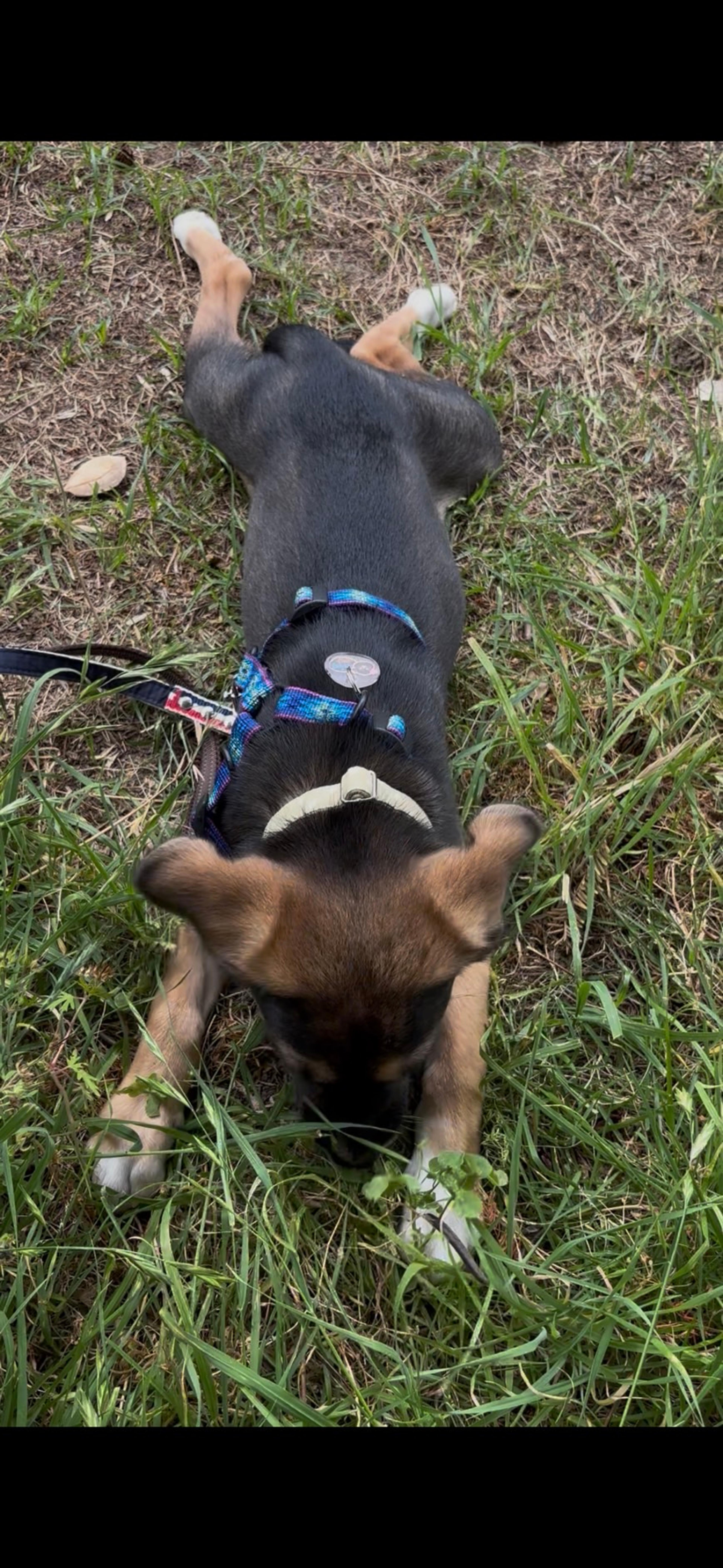 pet-image-4