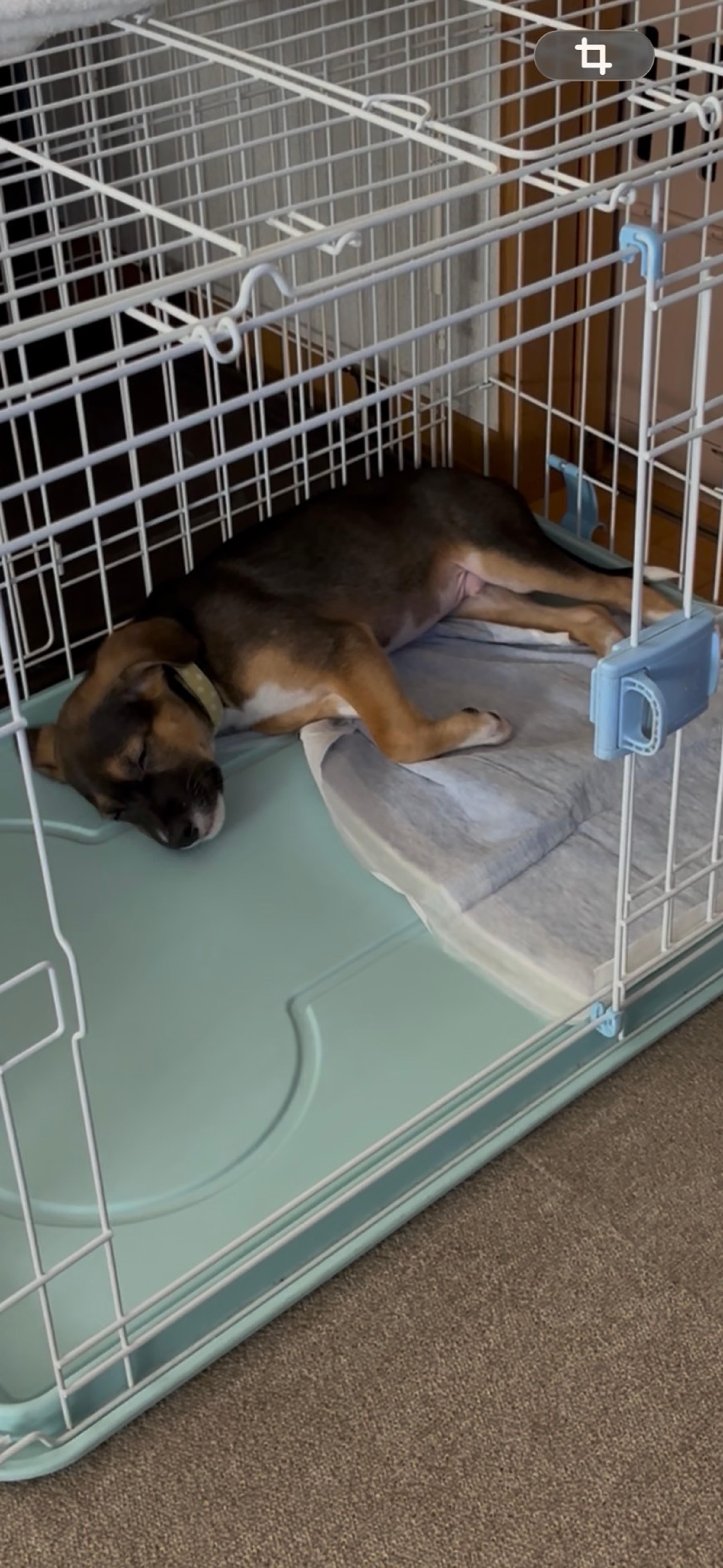 pet-image-8