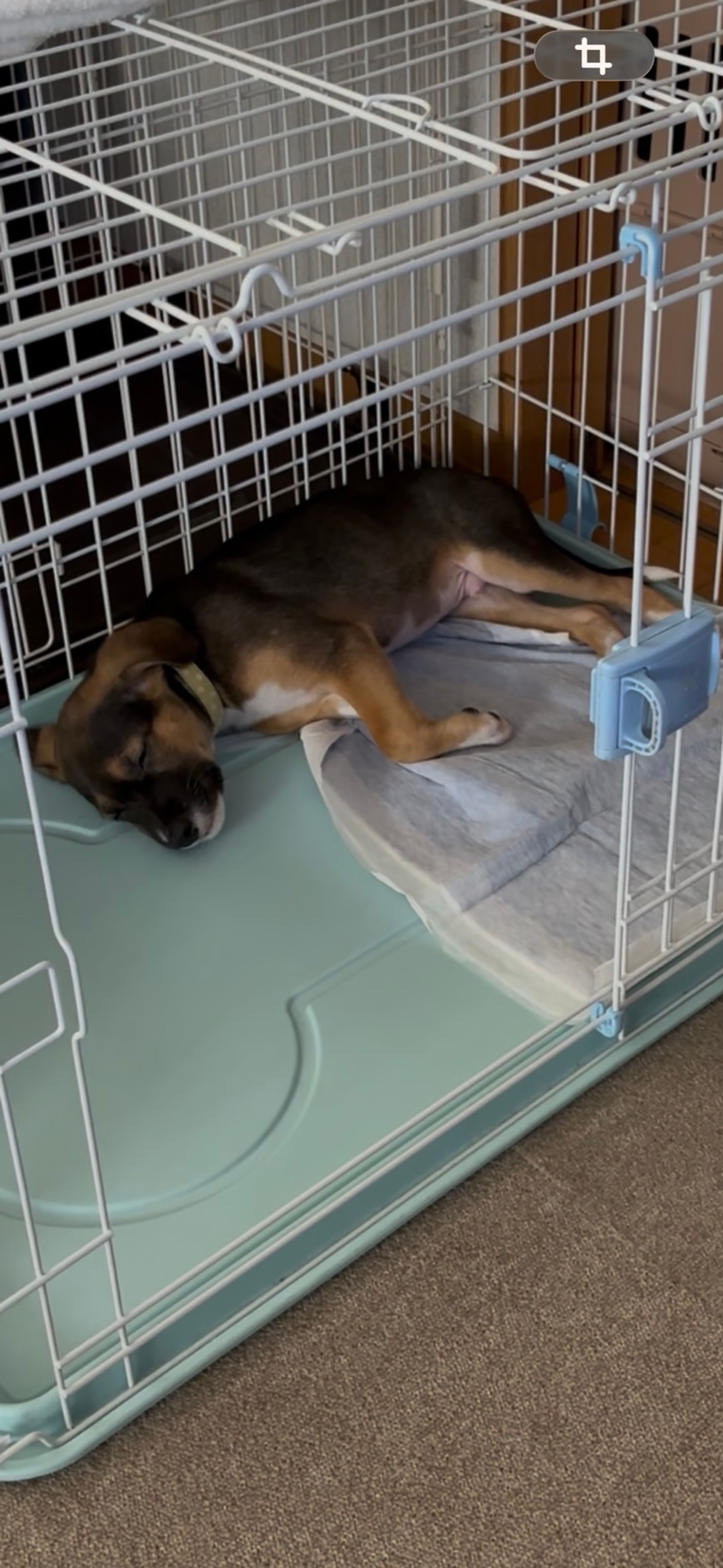 pet-image-8