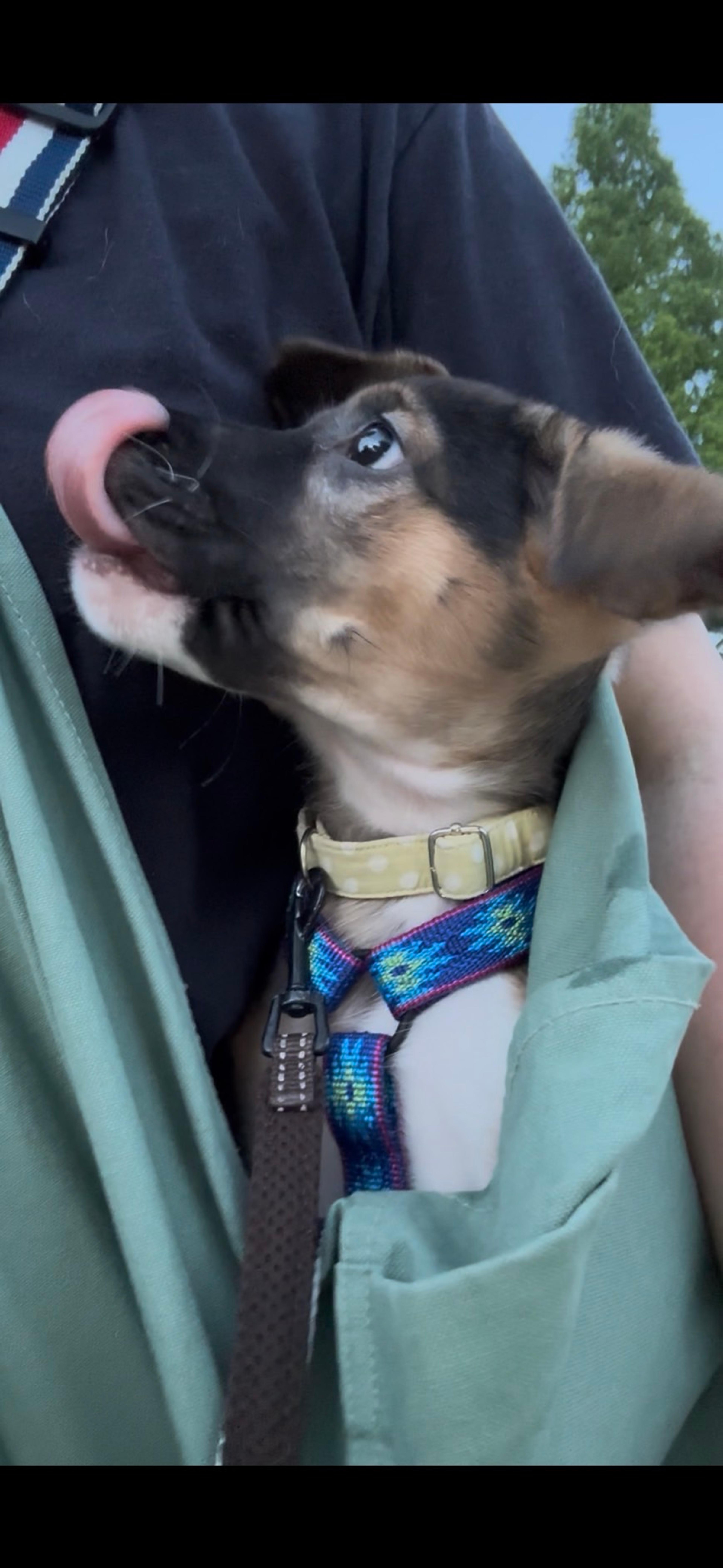 pet-image-9