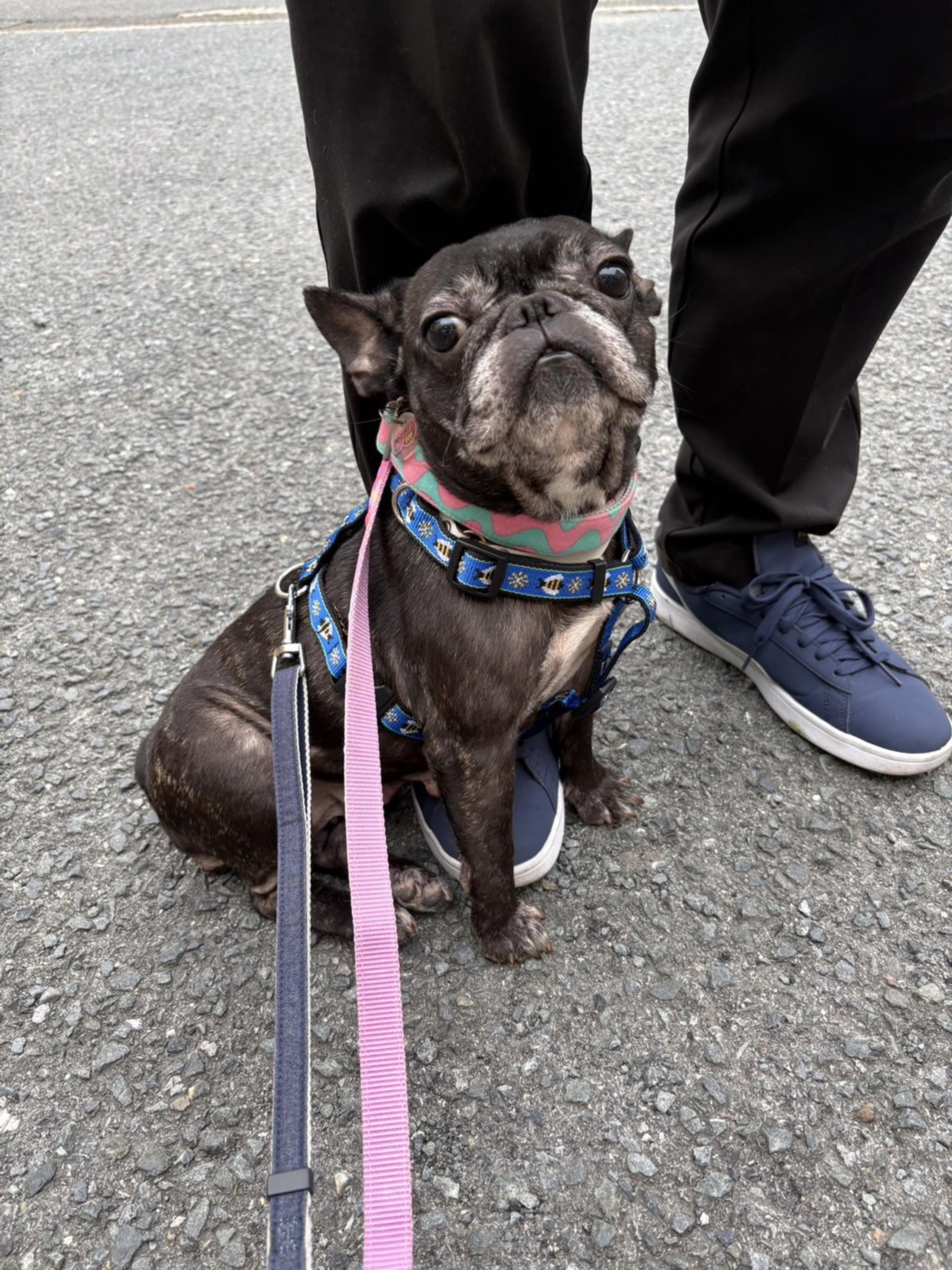 pet-image-4