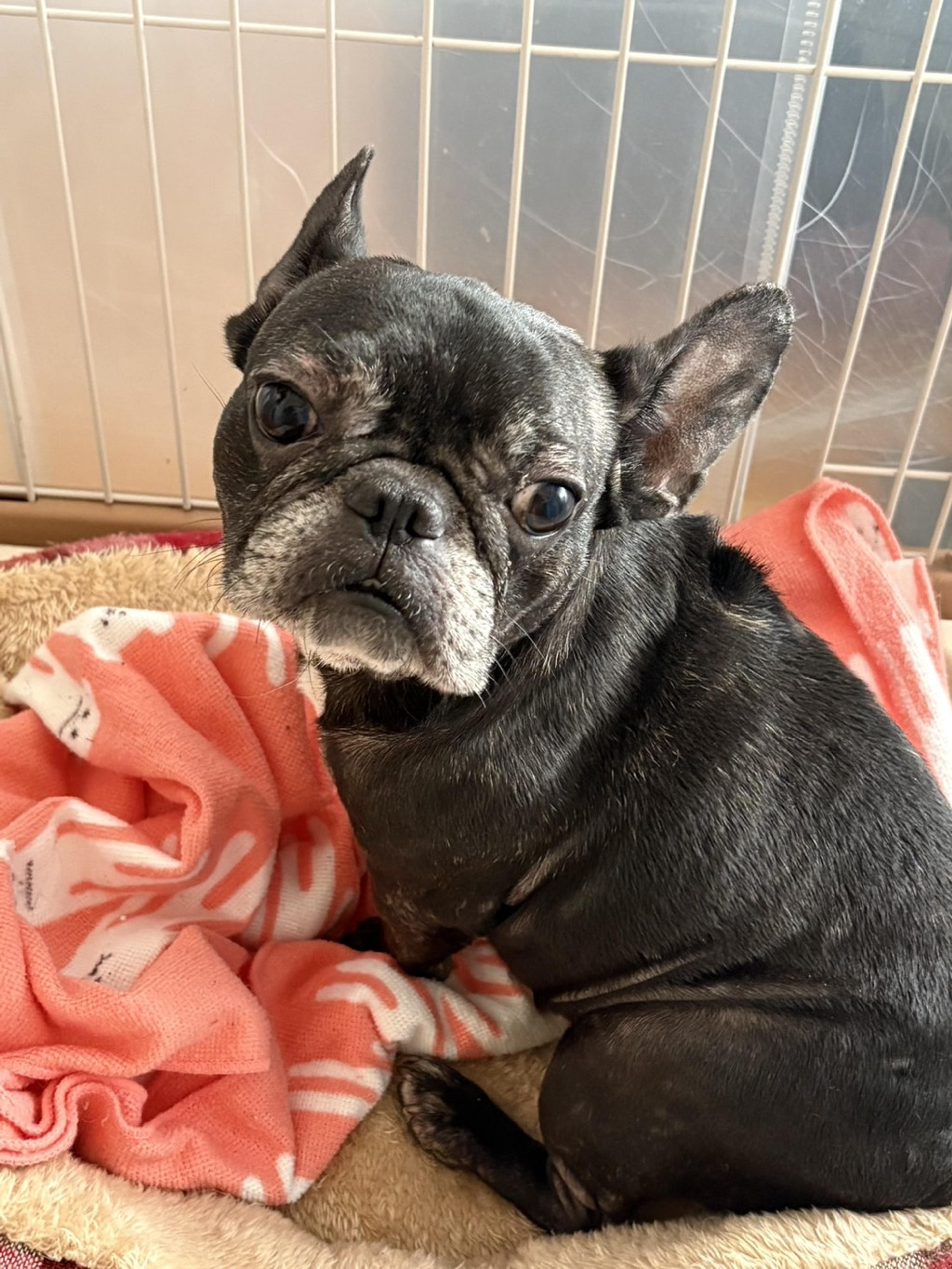 pet-image-5