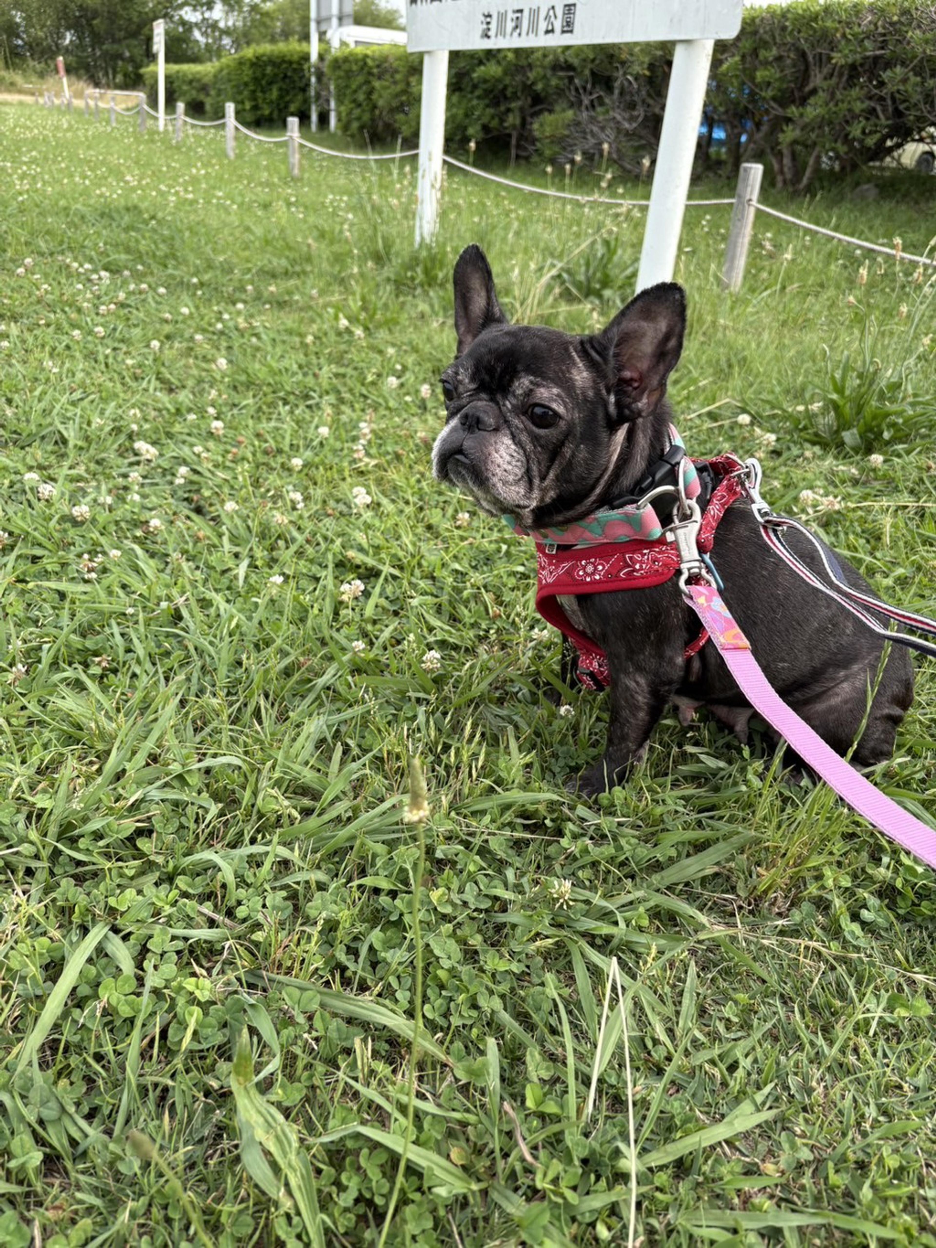 pet-image-6