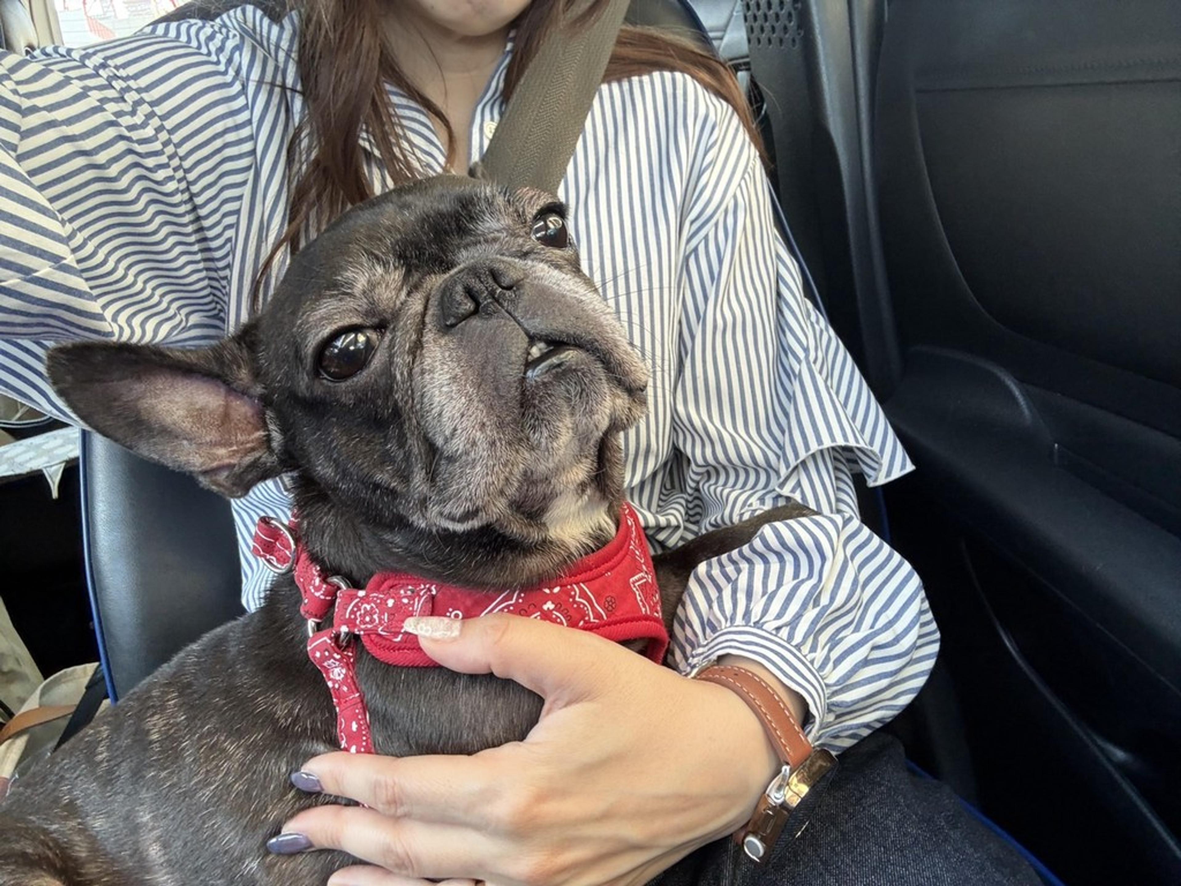 pet-image-7