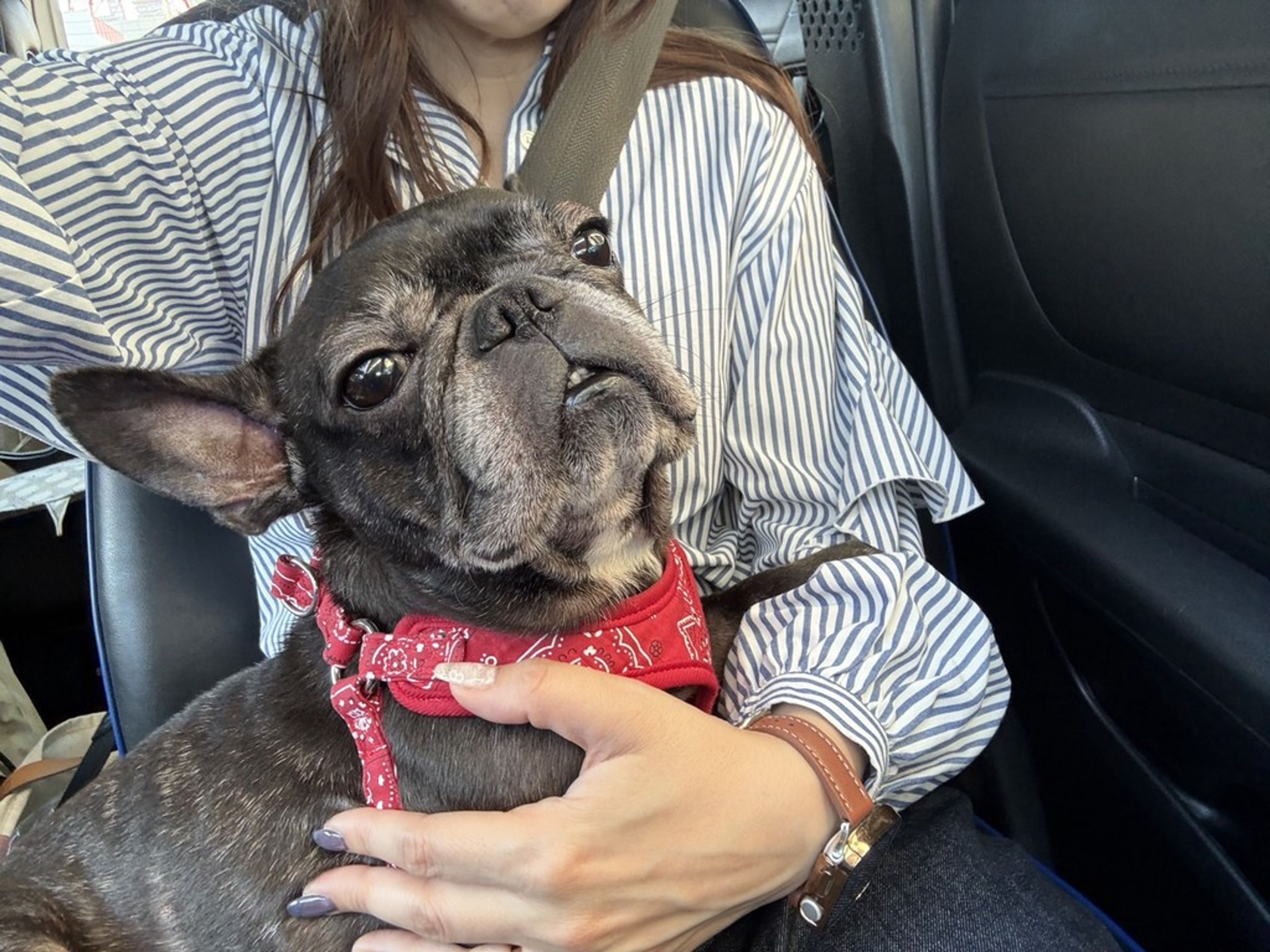 pet-image-7