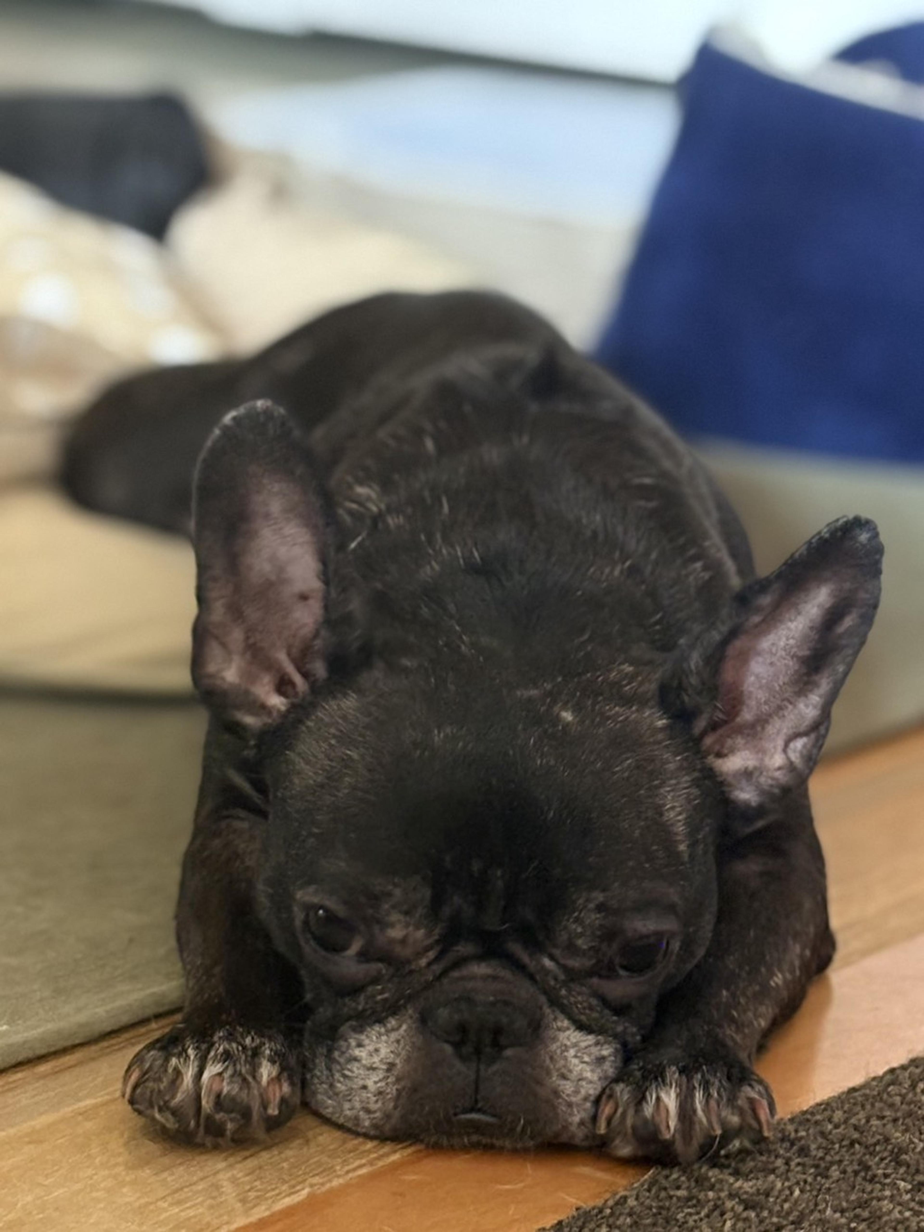 pet-image-9