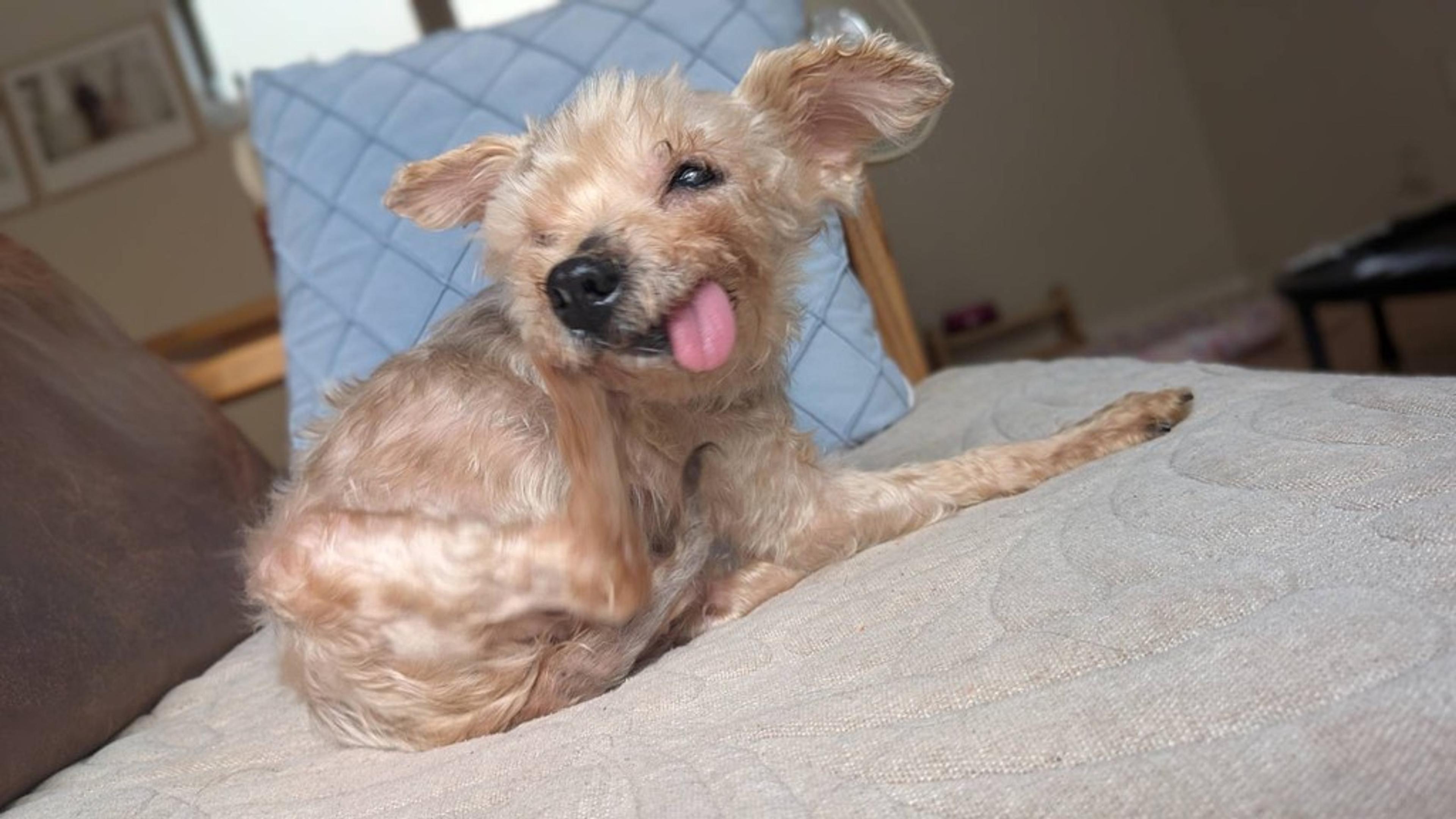 pet-image-7