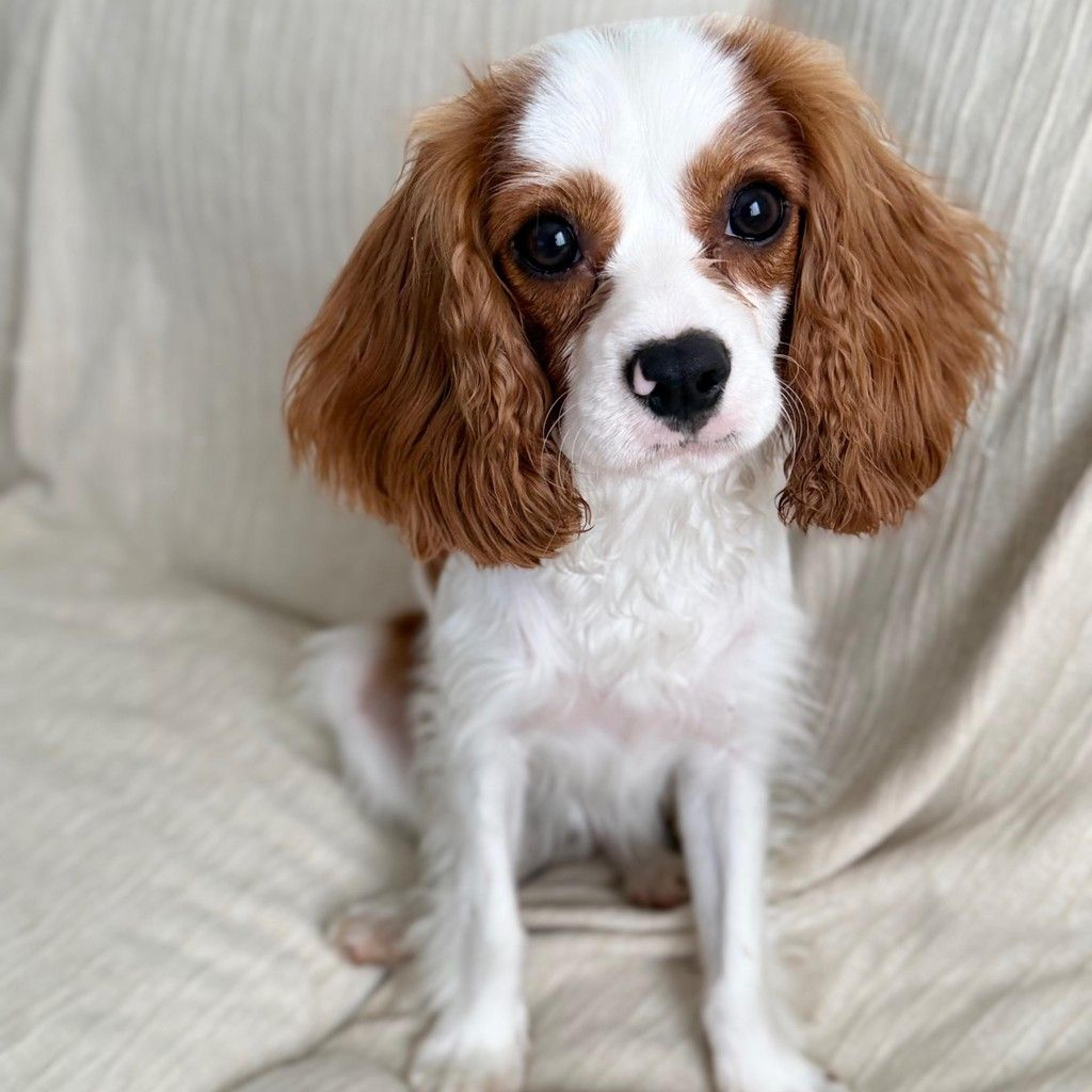 pet-image-2