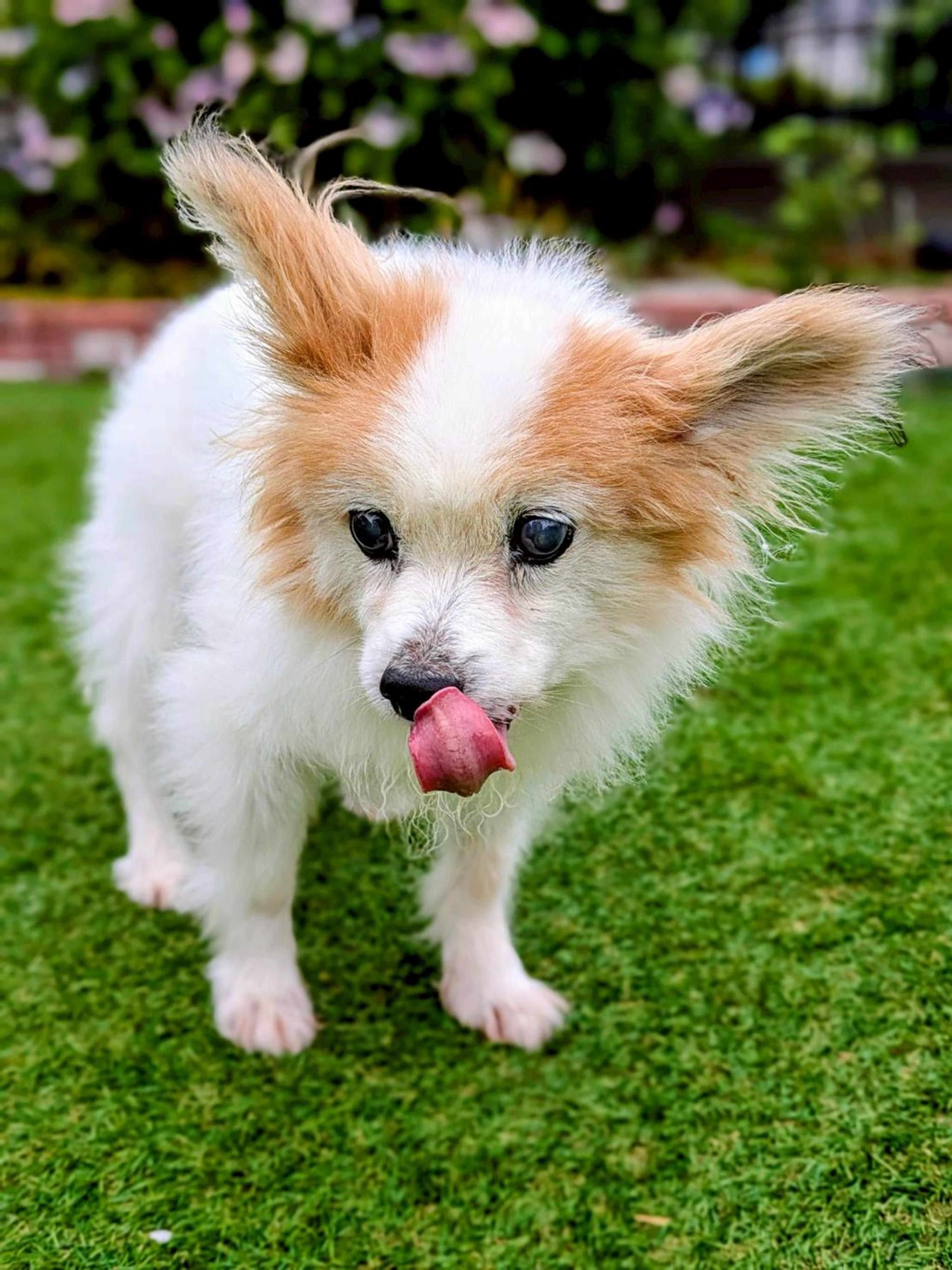 pet-image-2