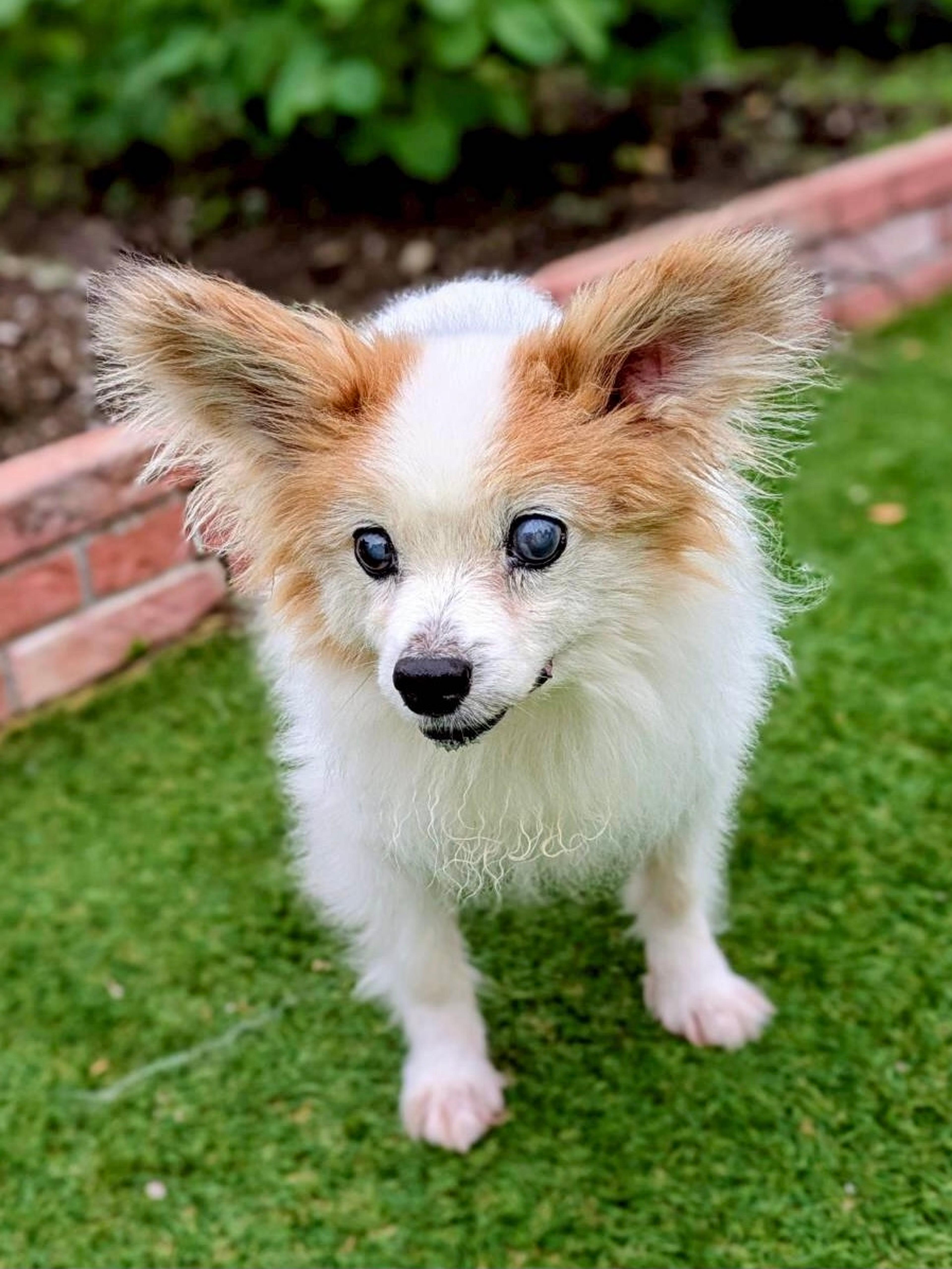 pet-image-3