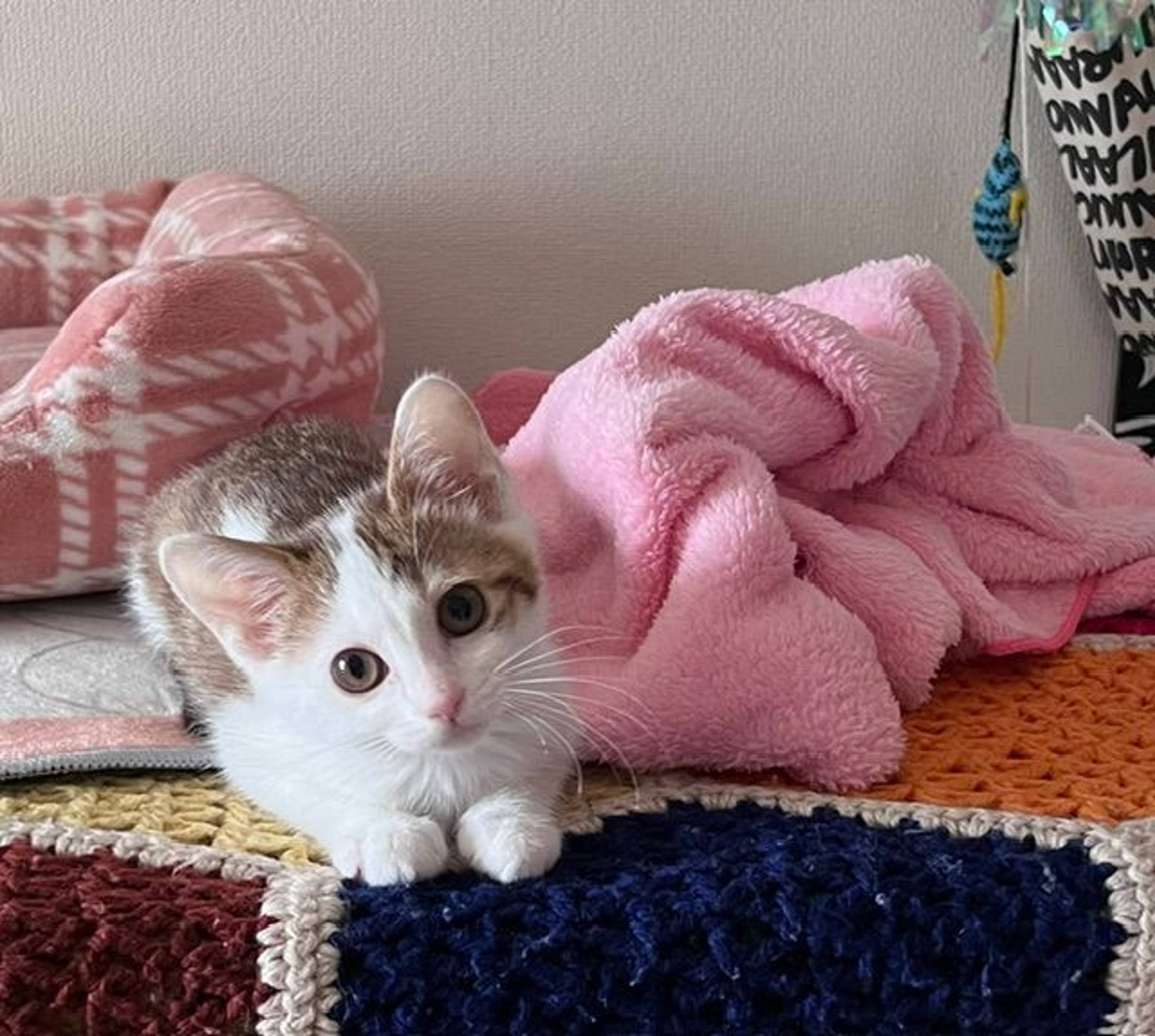 雑種（ミックス猫）・メスの里親募集の写真