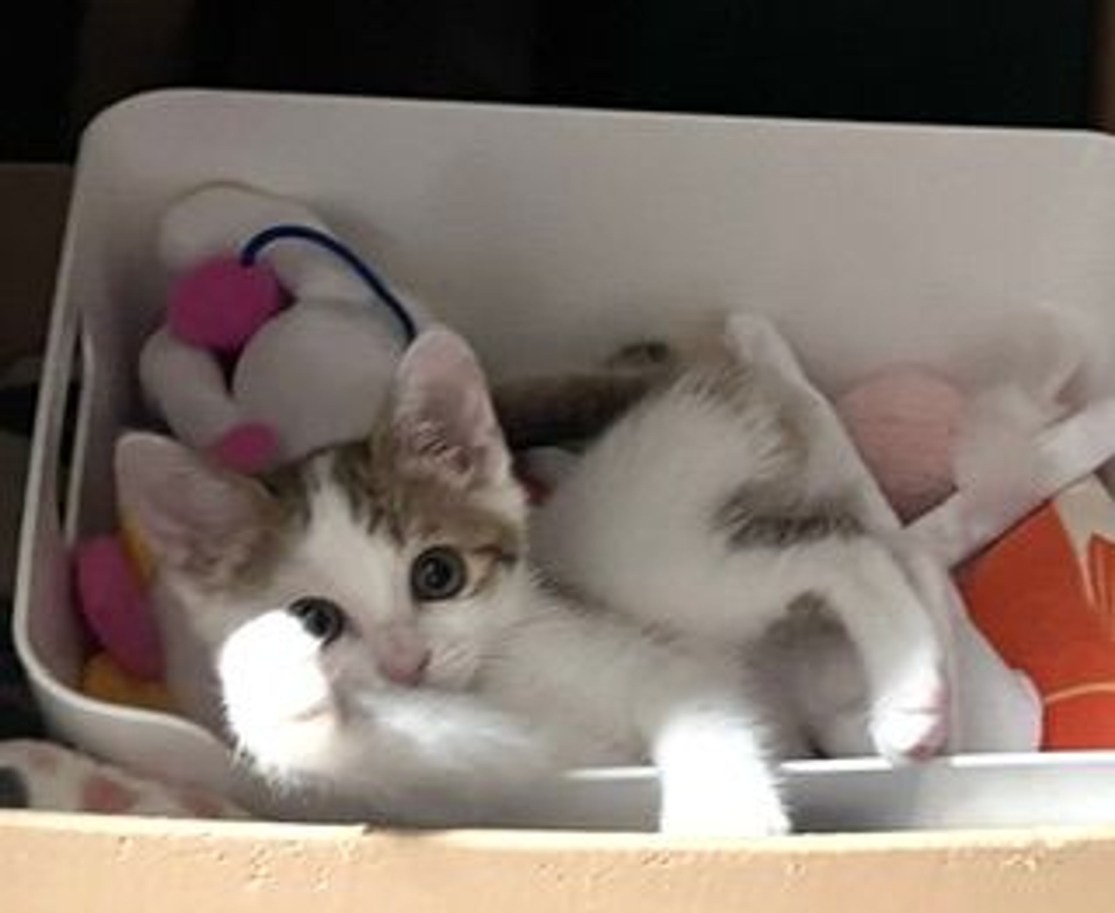 pet-image-2