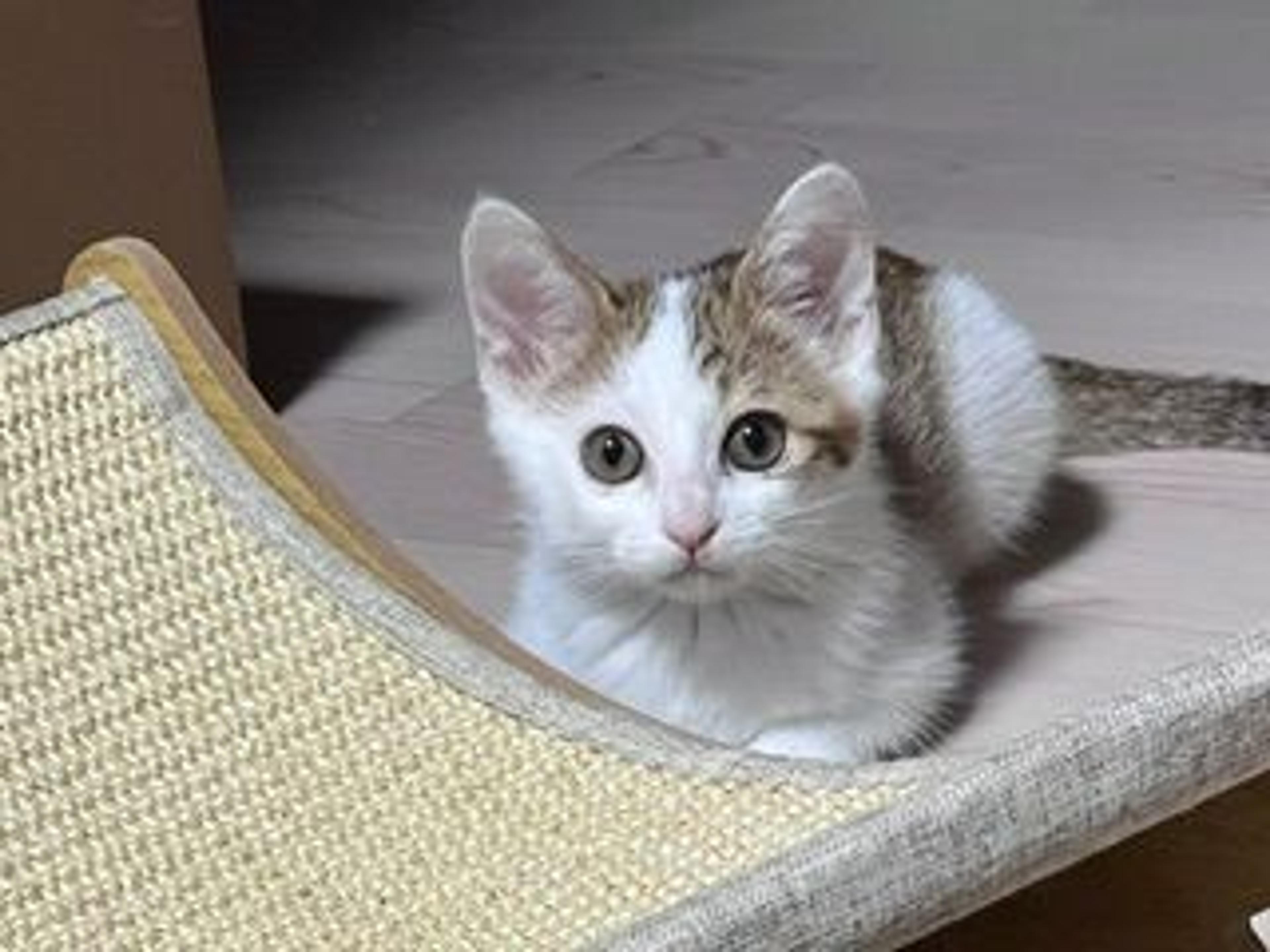 pet-image-3