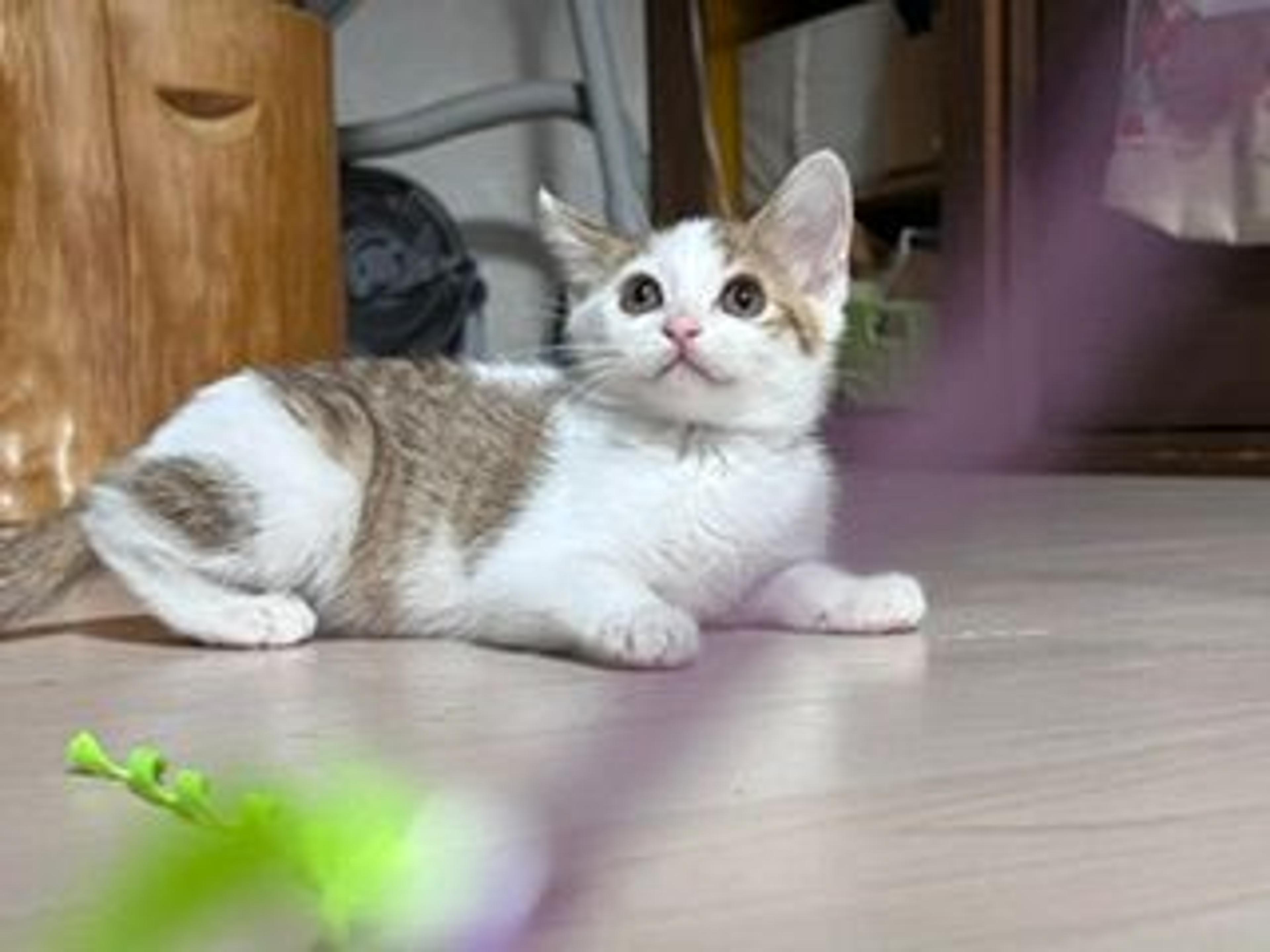 pet-image-4