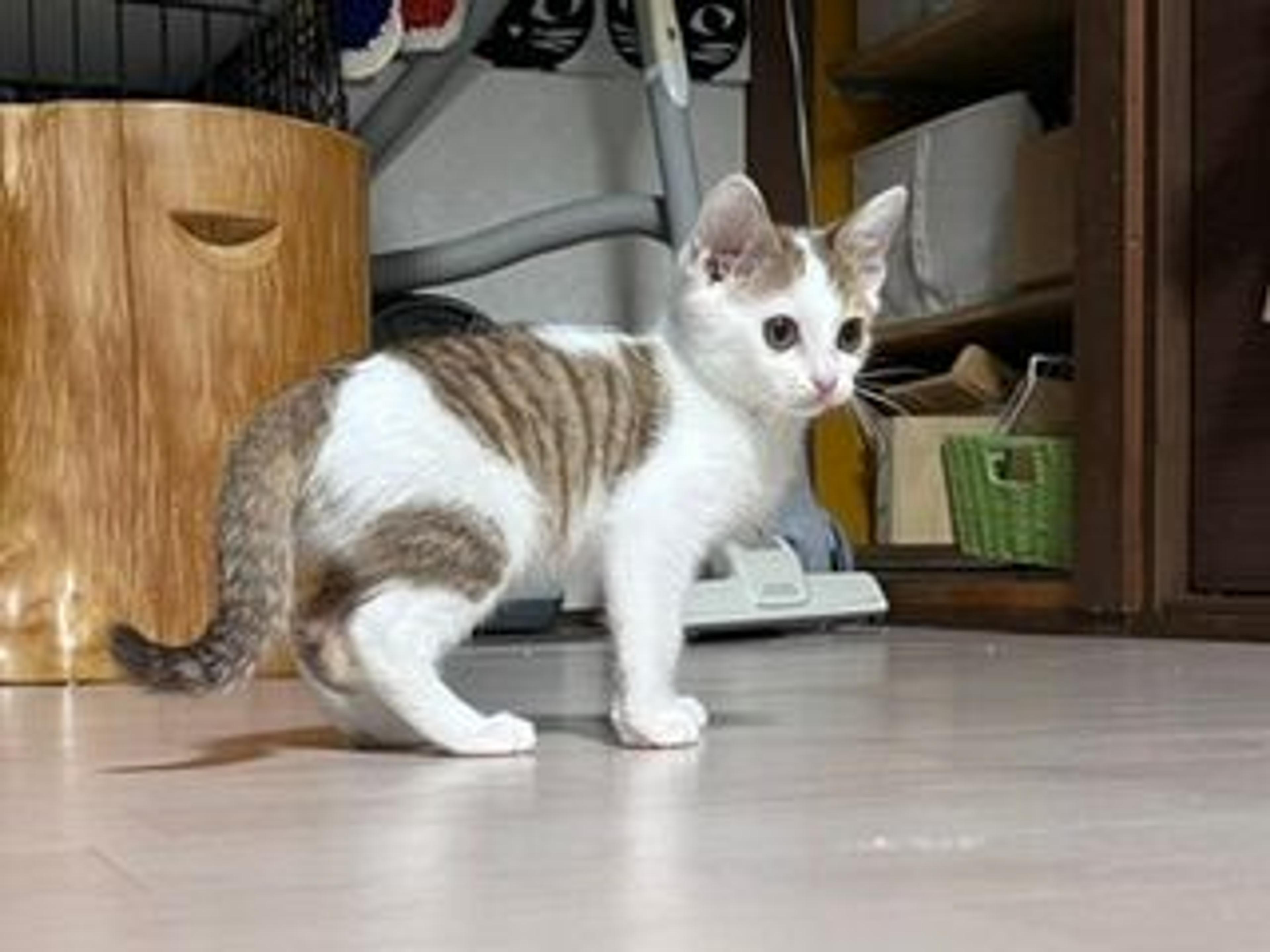 pet-image-5