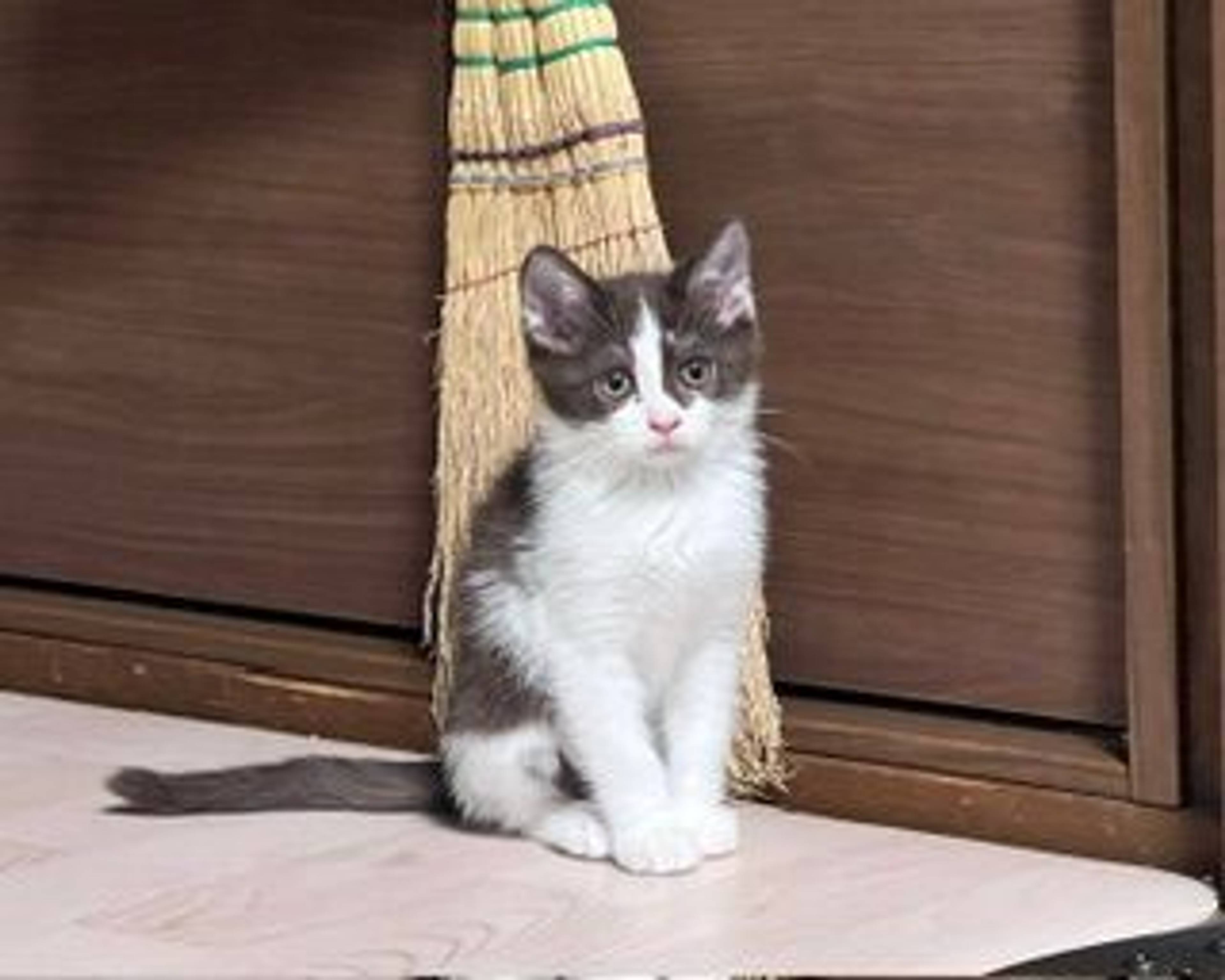 雑種（ミックス猫）・オスの里親募集の写真