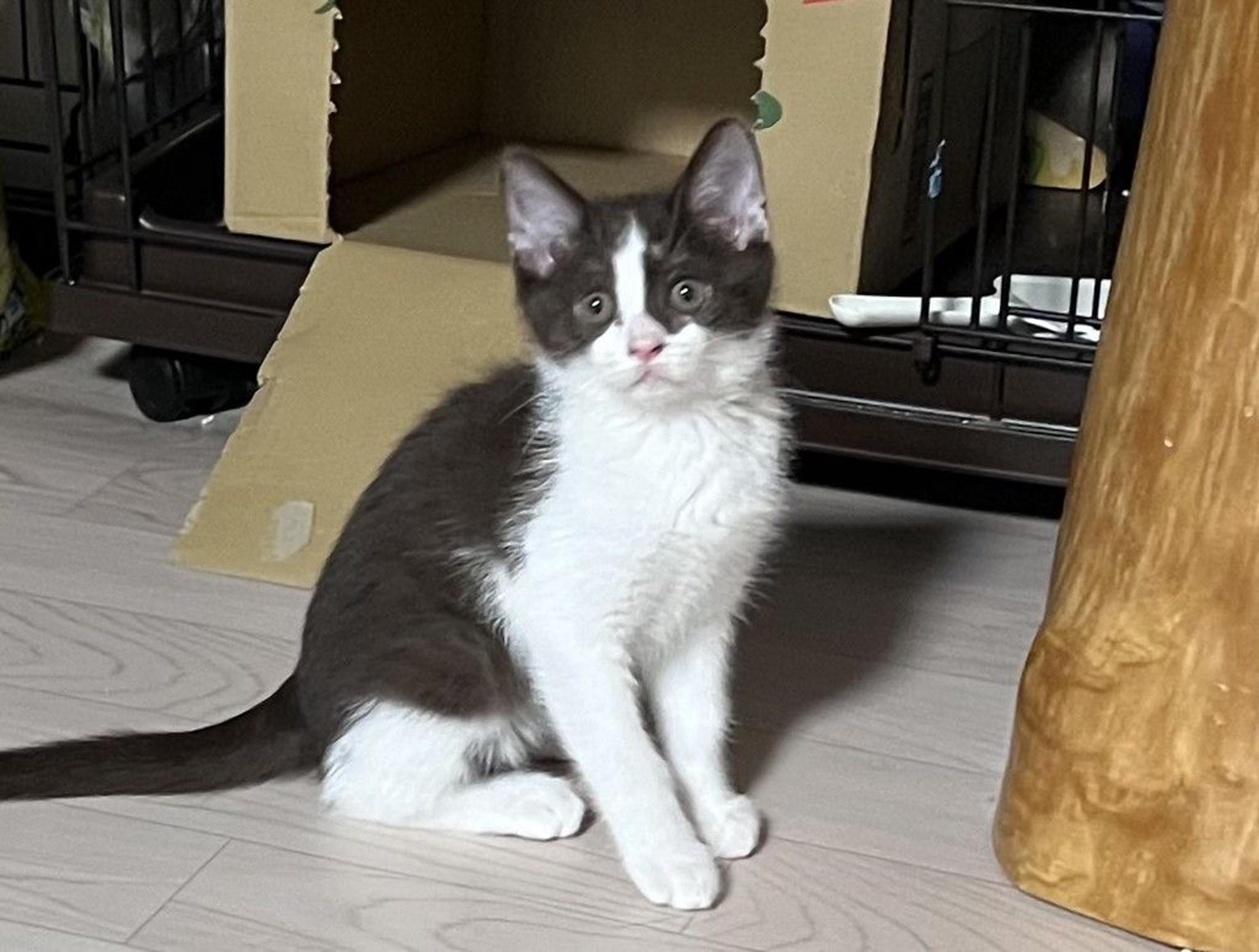 pet-image-2