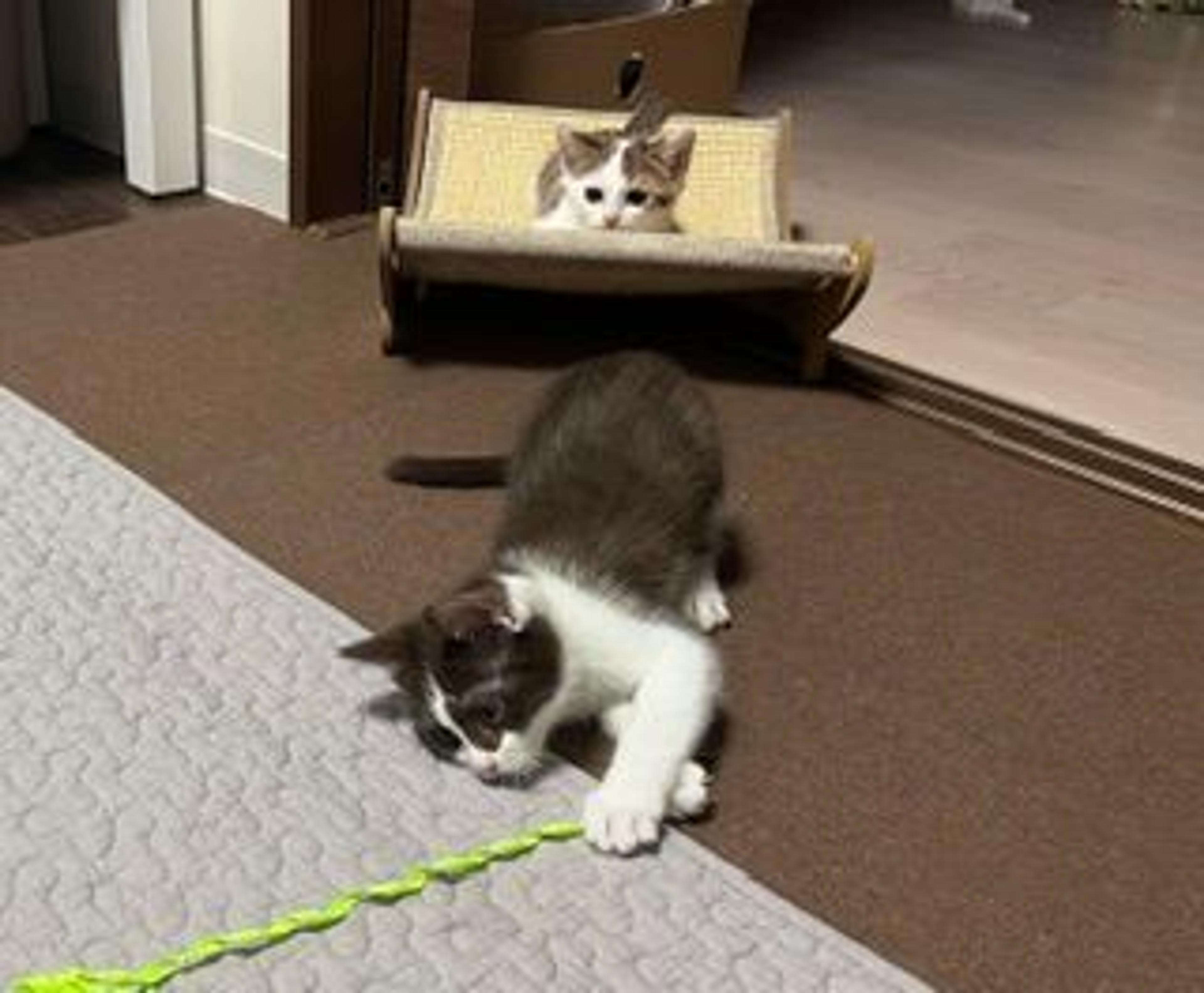 pet-image-3