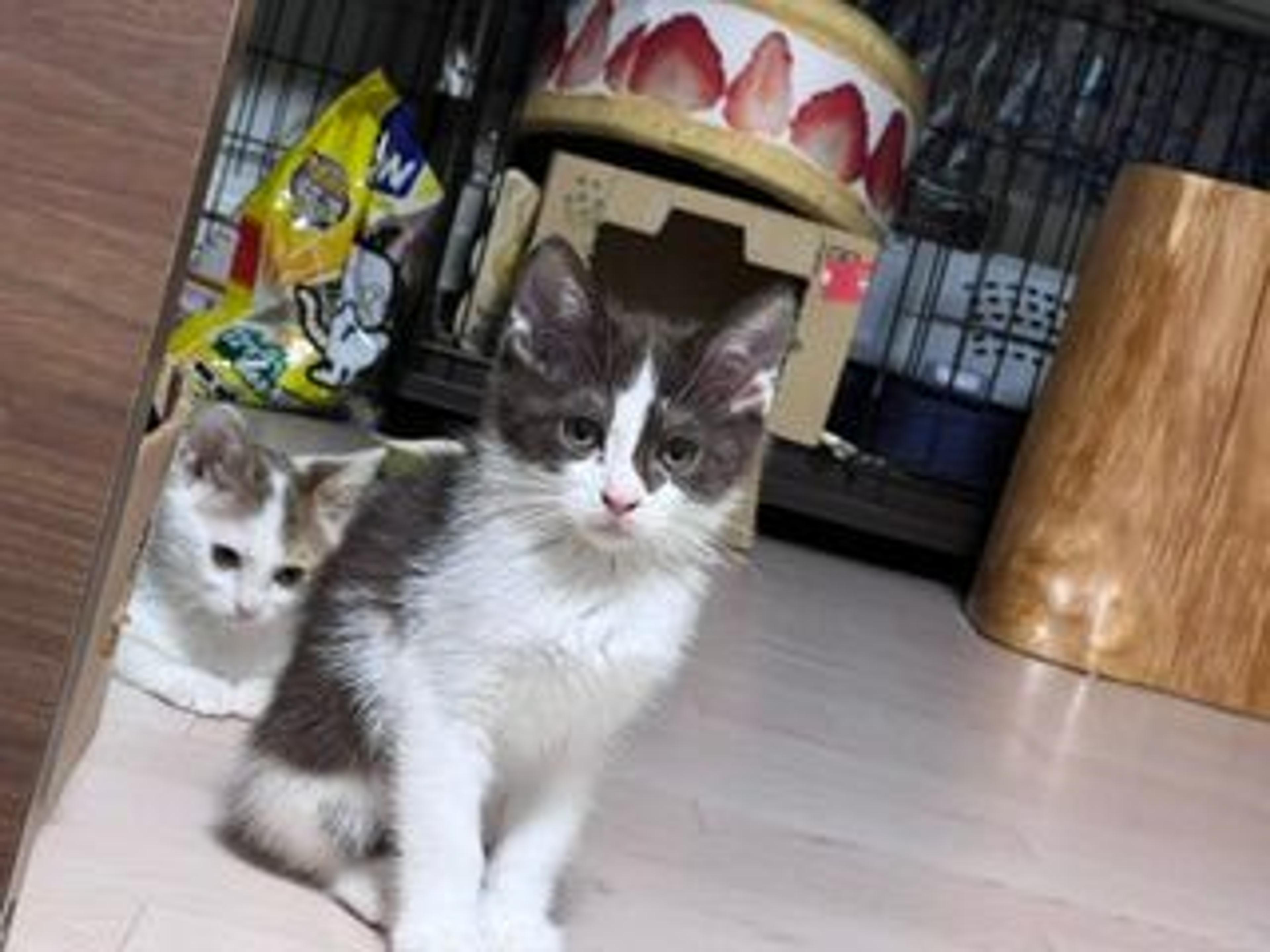 pet-image-4