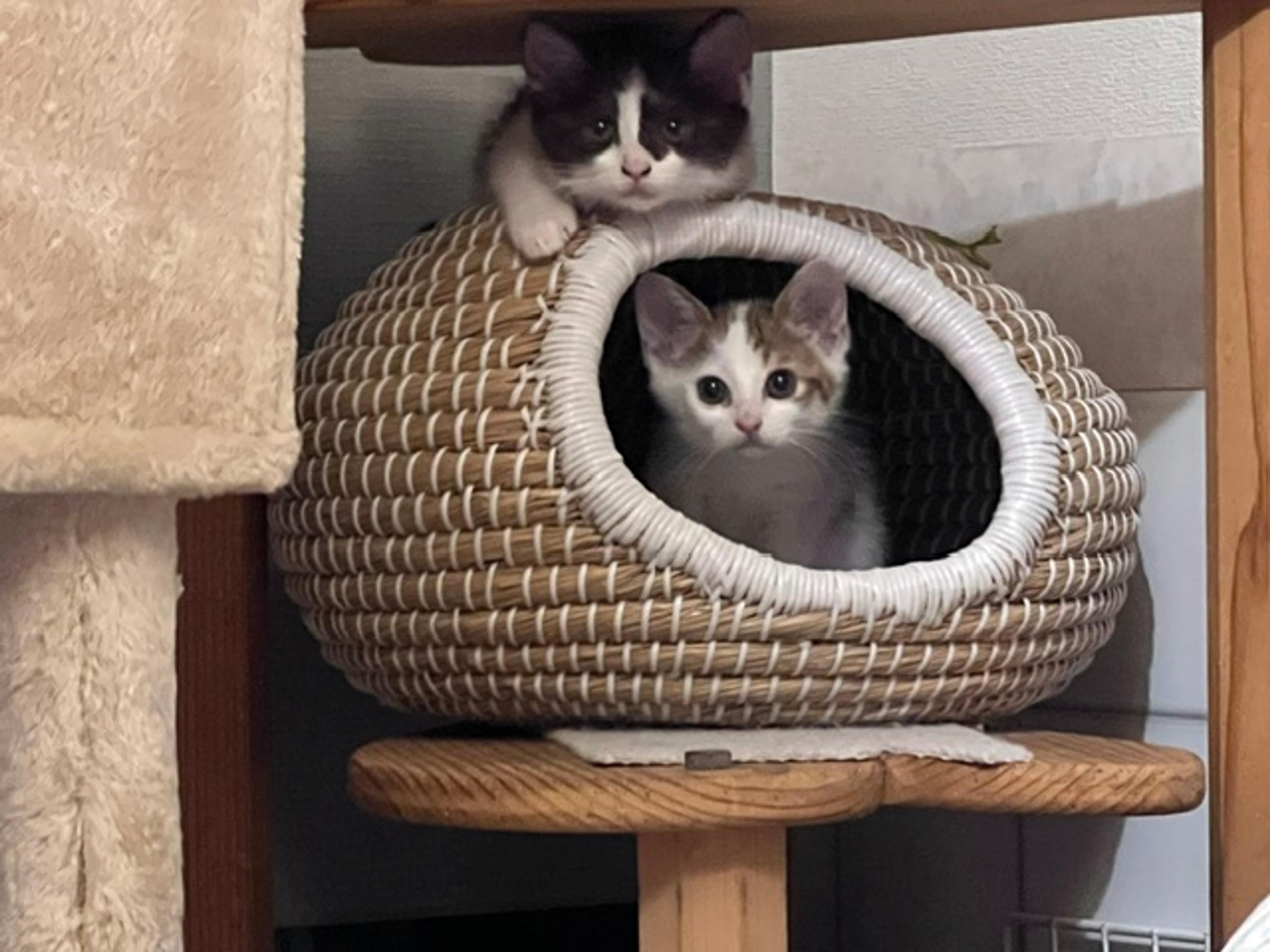 pet-image-5