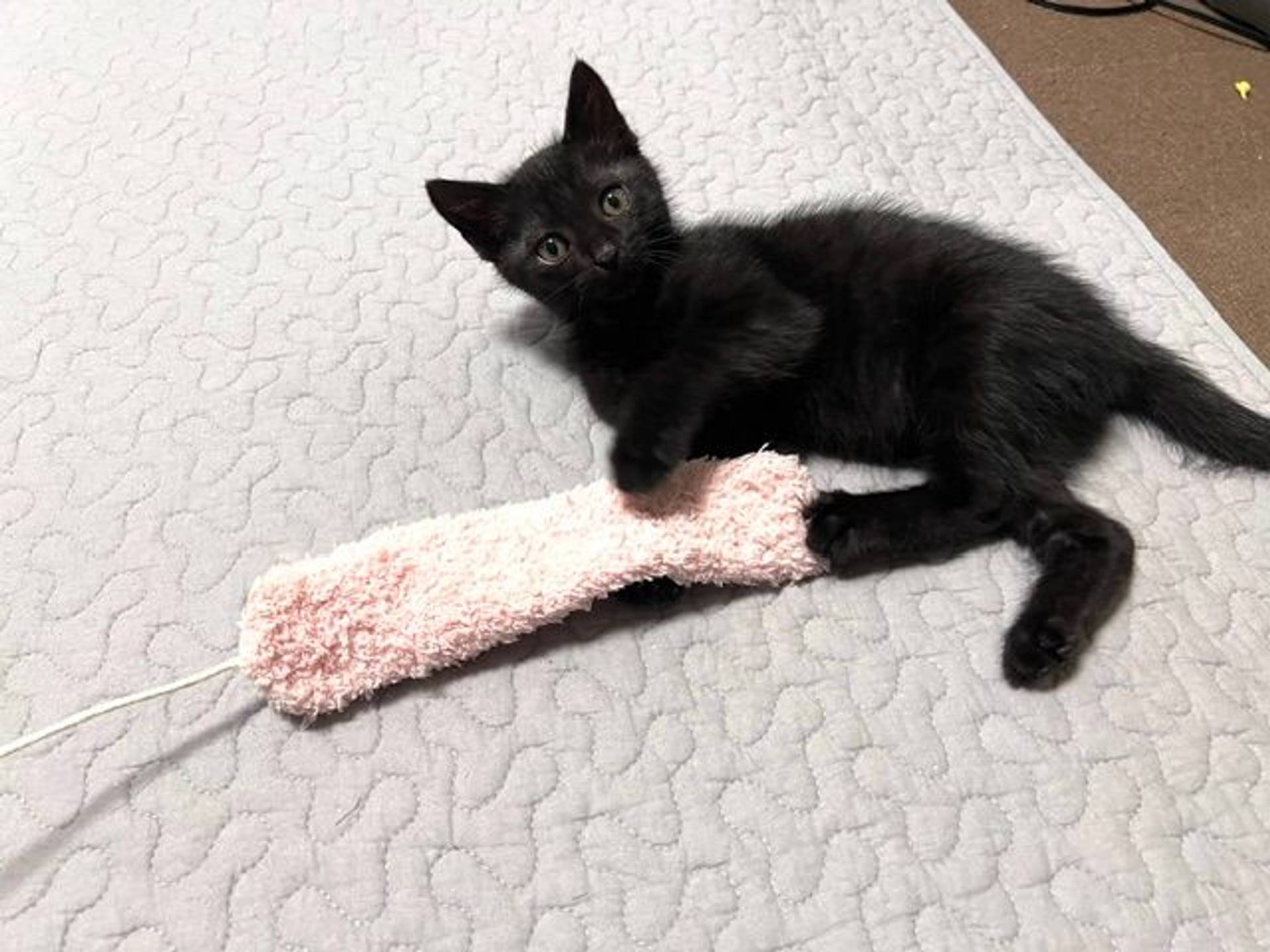 雑種（ミックス猫）・オスの里親募集の写真