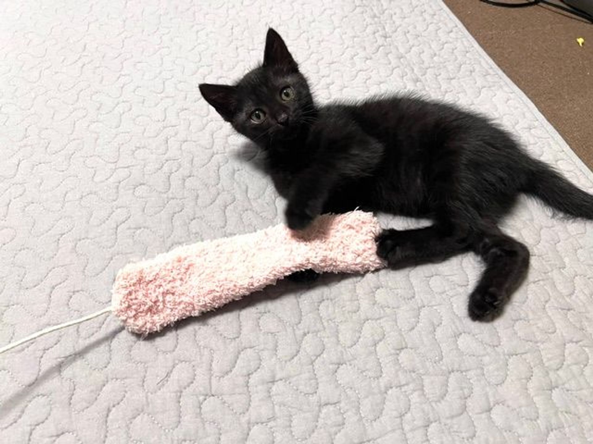 雑種（ミックス猫）・オスの里親募集の写真