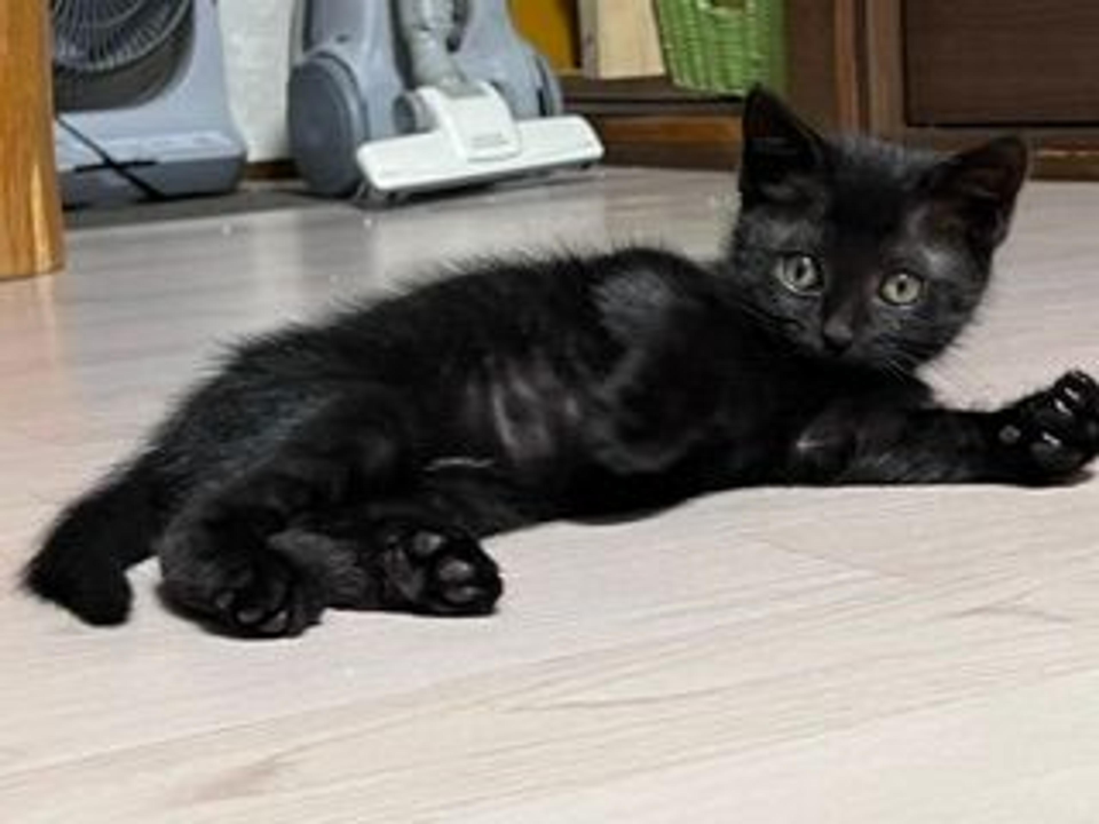 pet-image-3