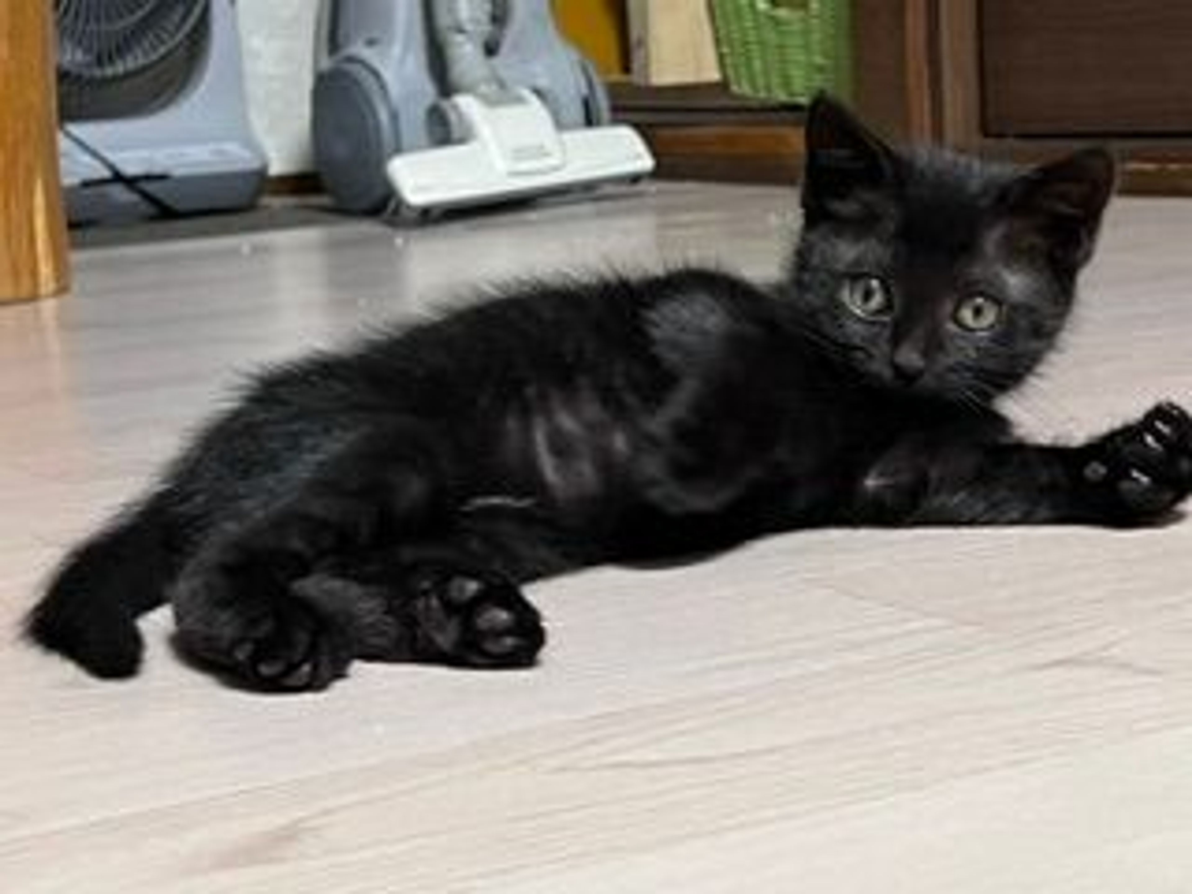 pet-image-3