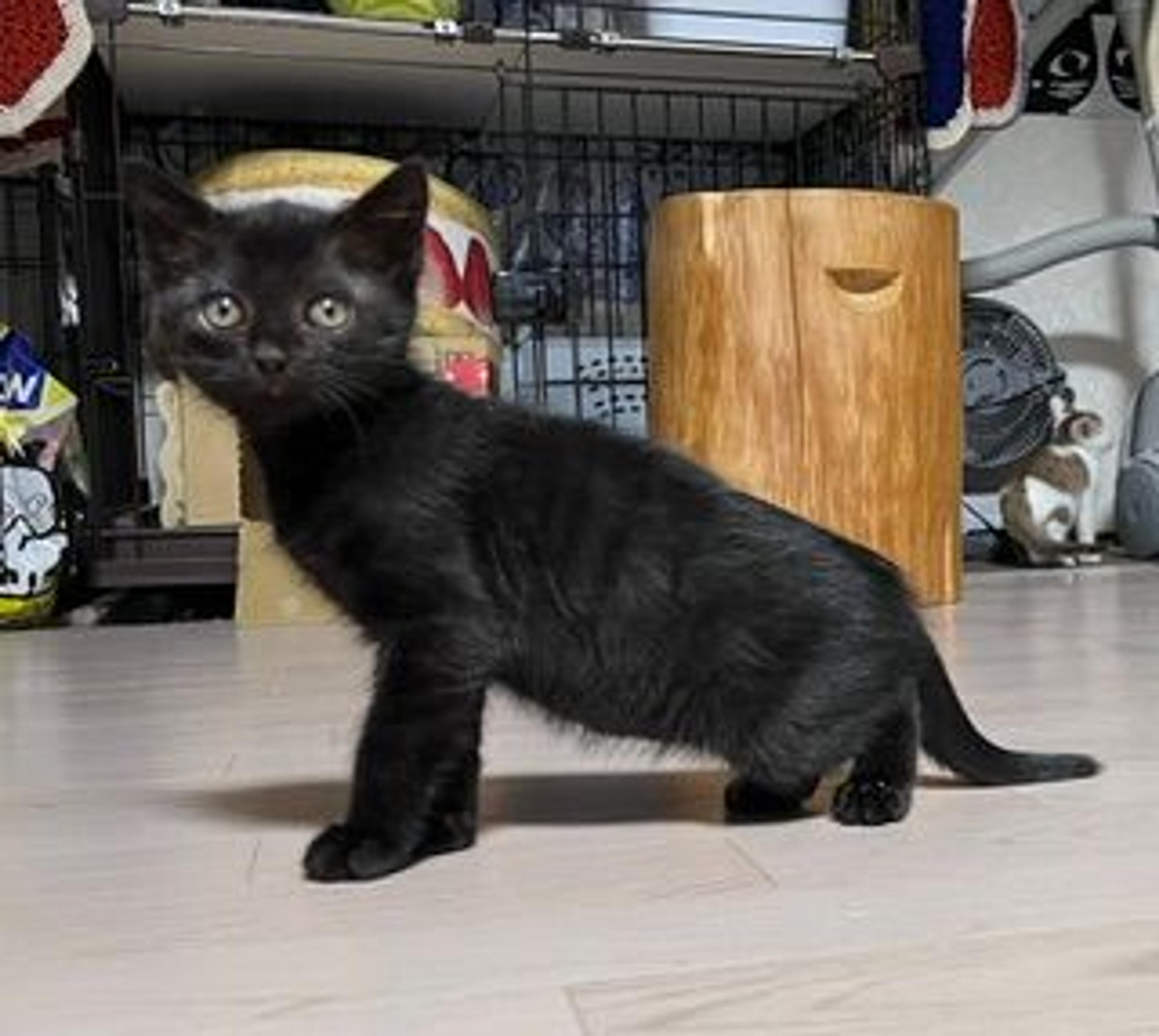 pet-image-4