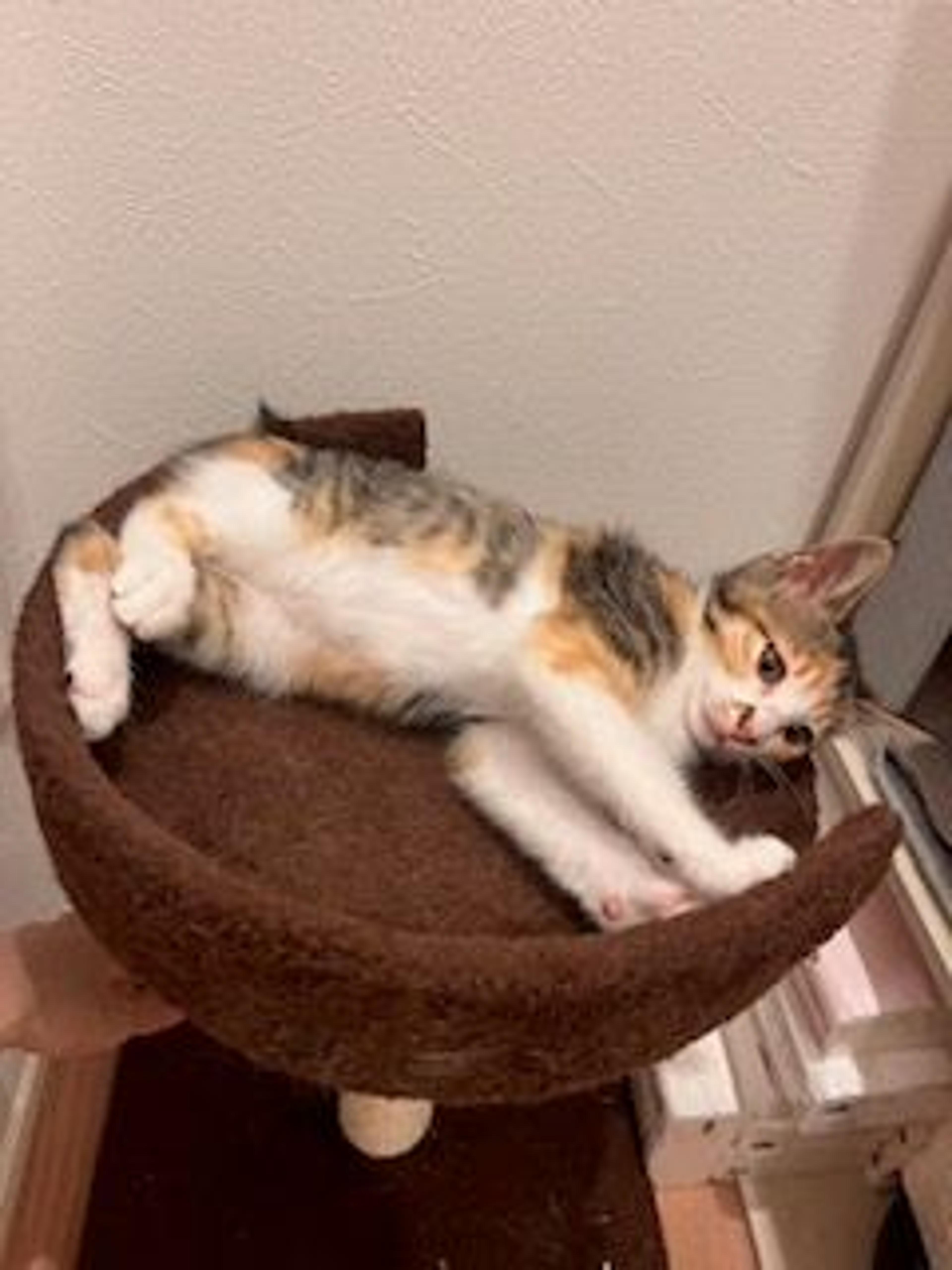 pet-image-2
