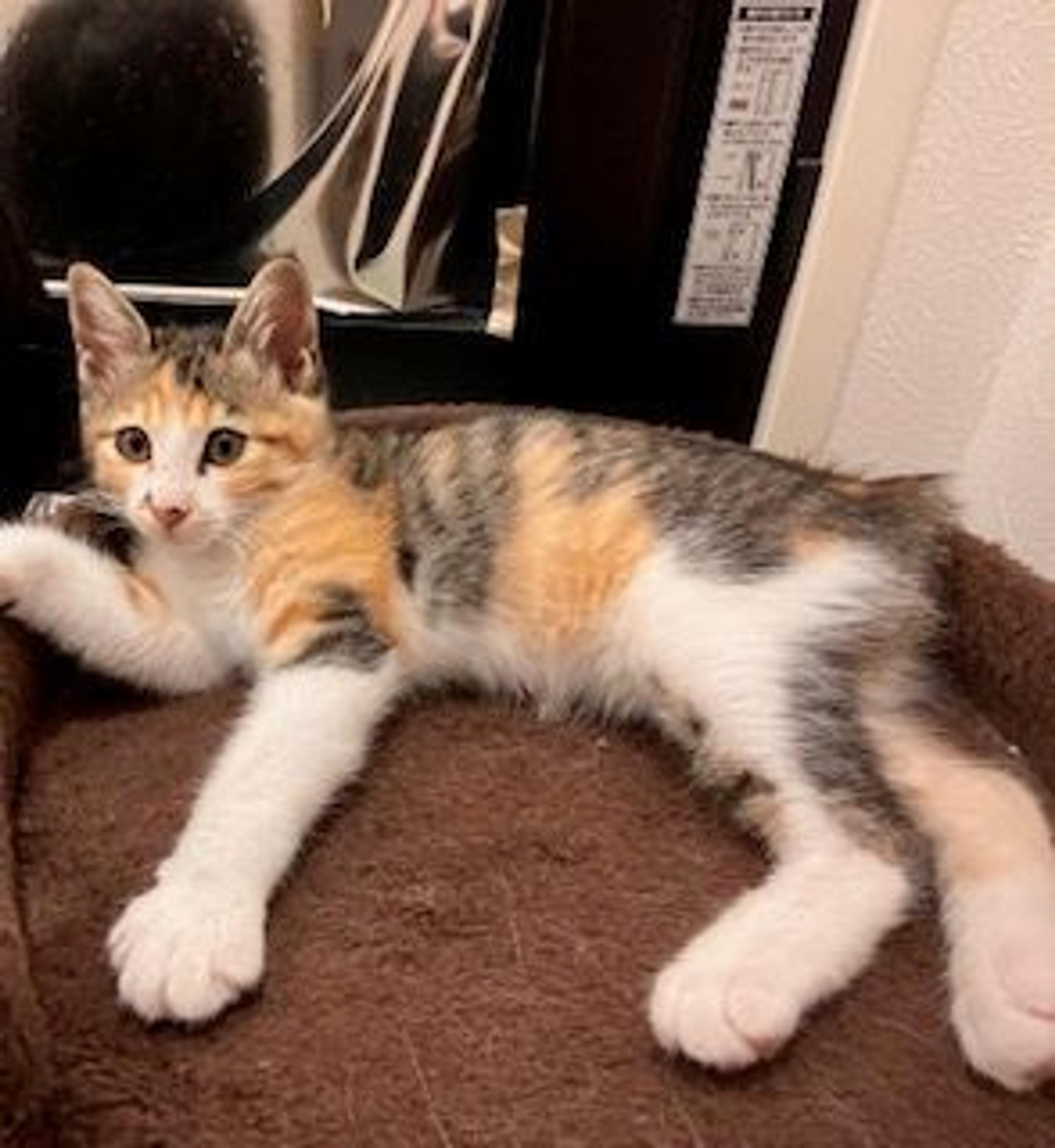 pet-image-3