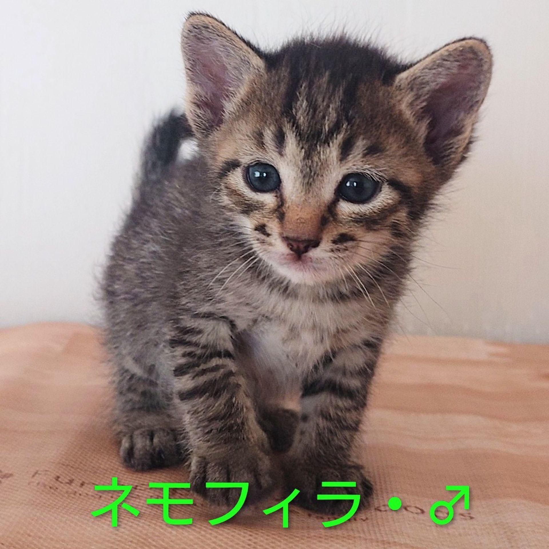 雑種（ミックス猫）・メスの里親募集の写真