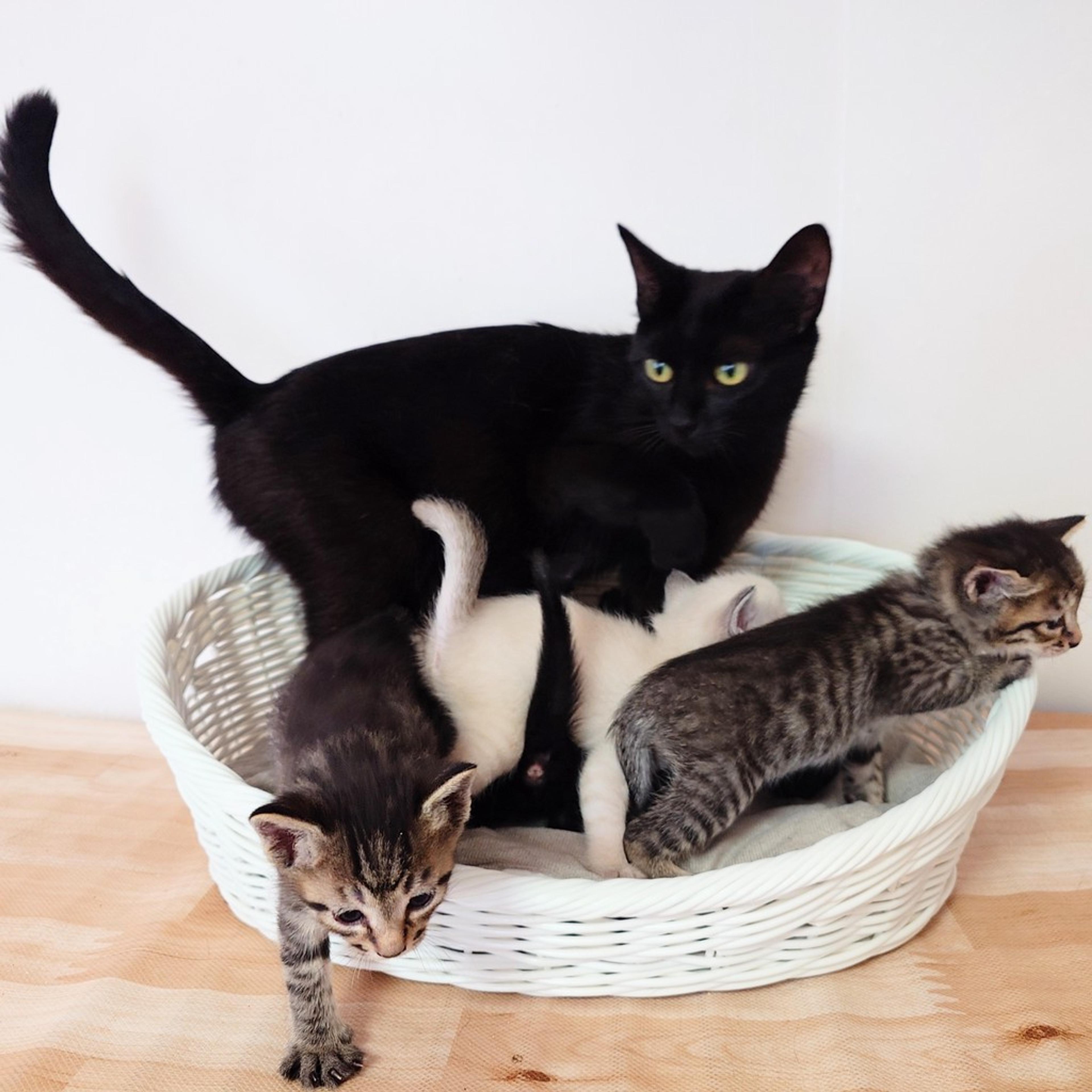 pet-image-10
