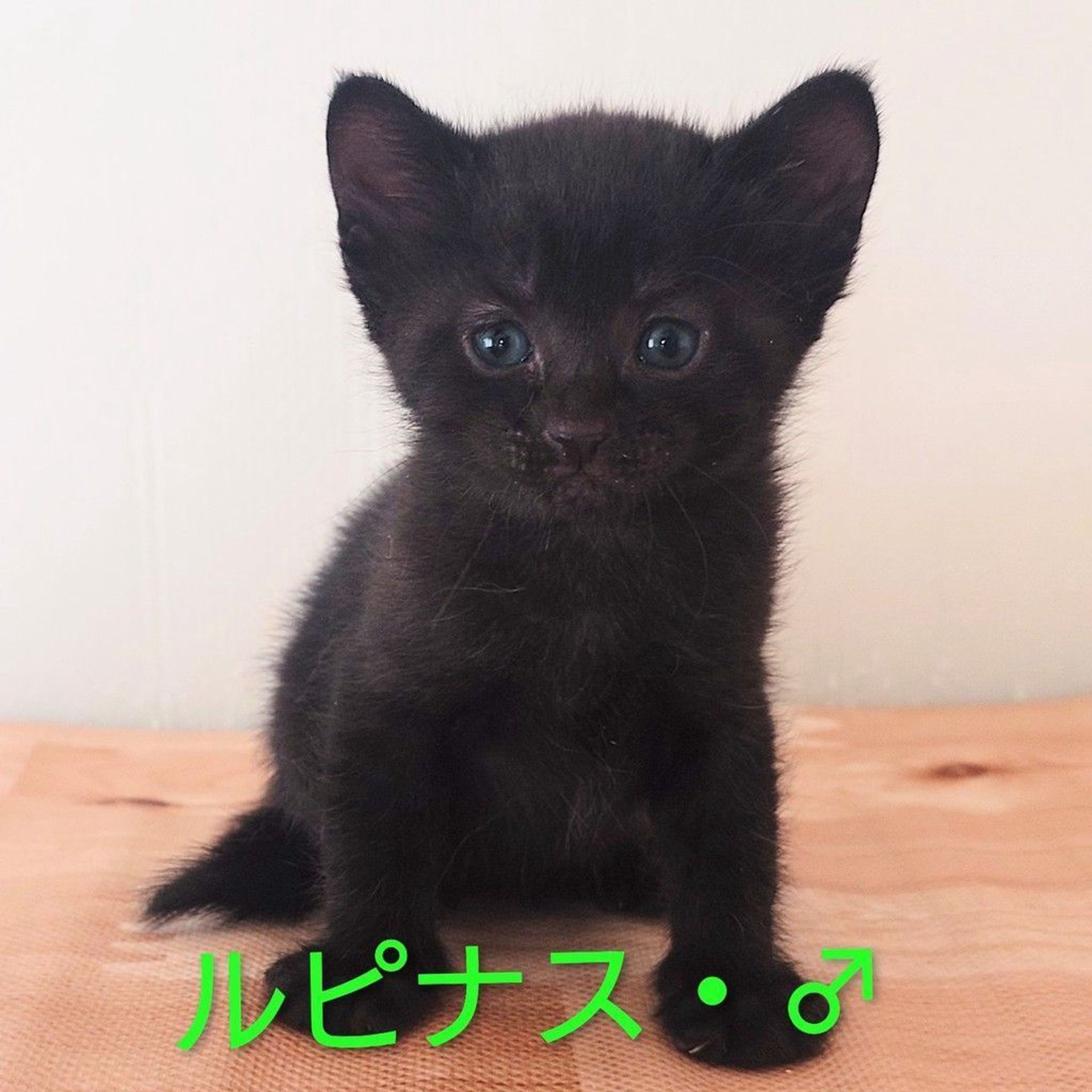 雑種（ミックス猫）・オスの里親募集の写真