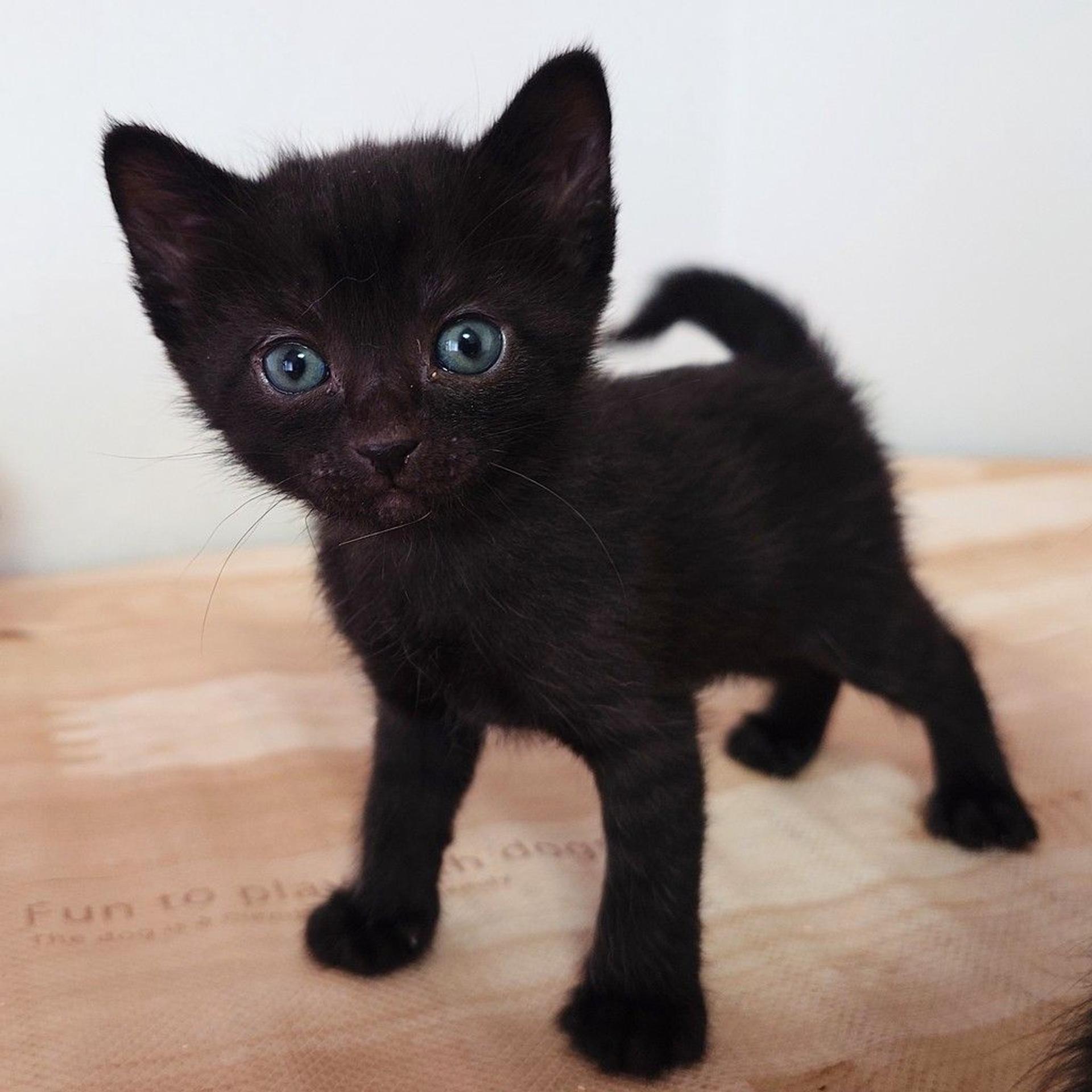 pet-image-8