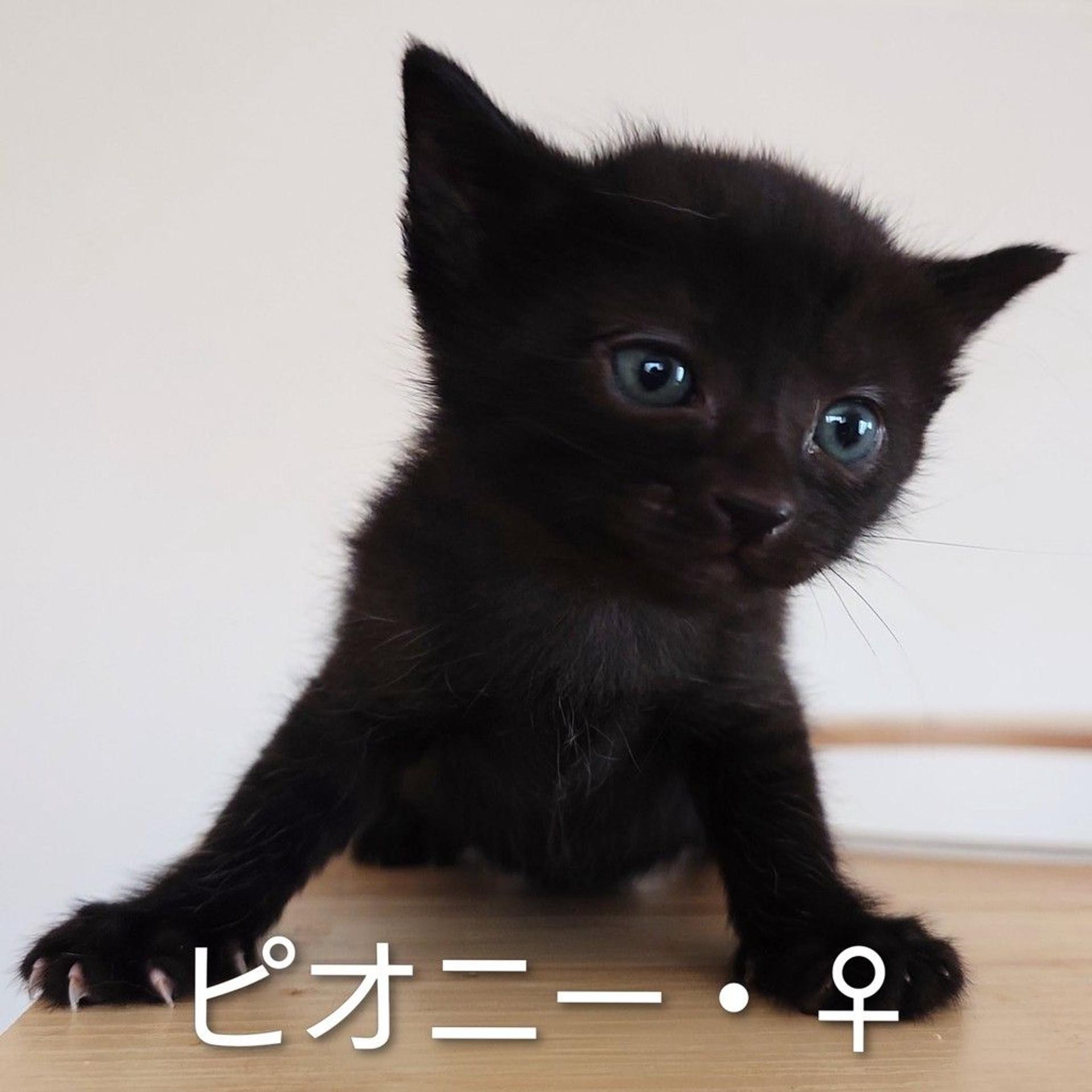 pet-image-9