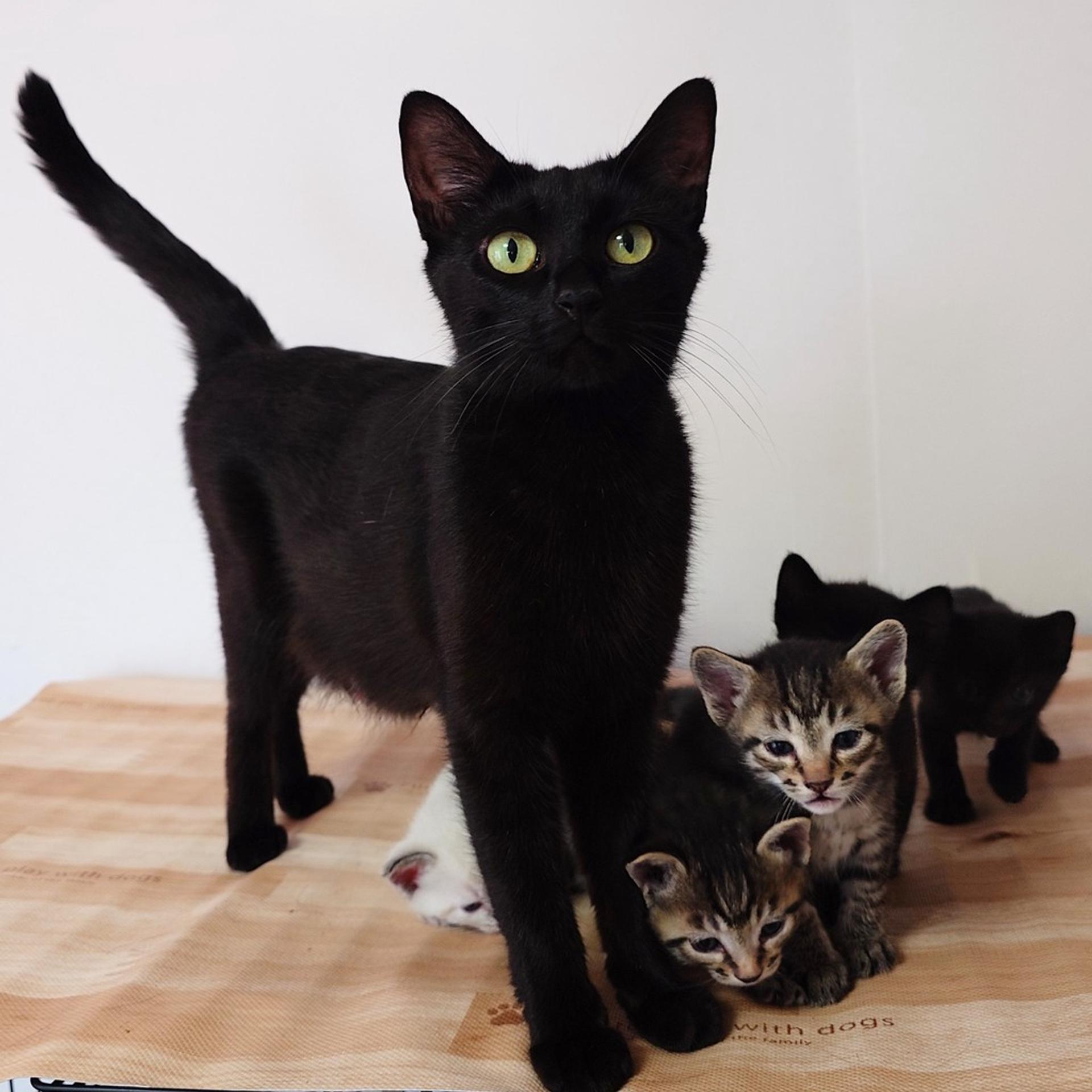 pet-image-5