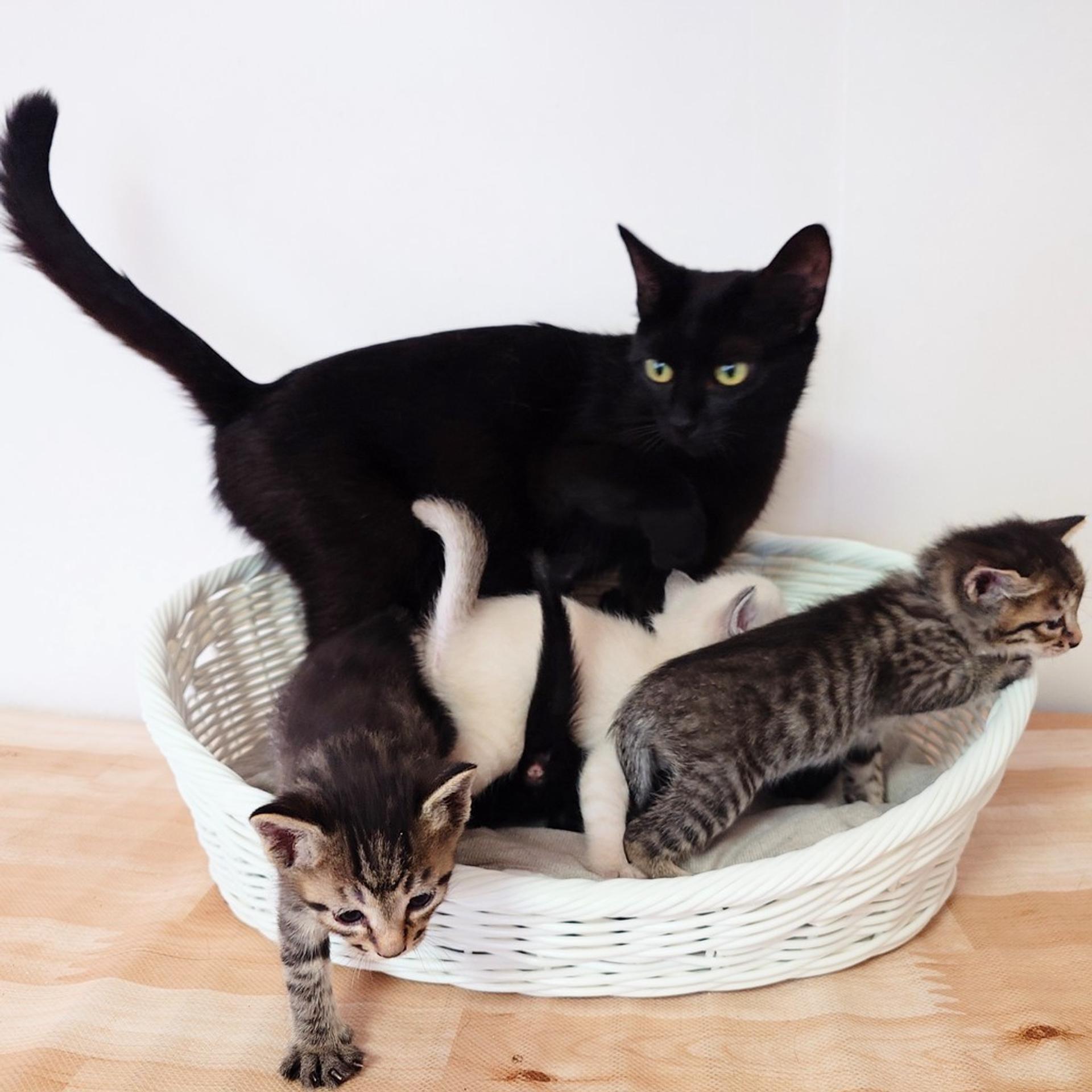 pet-image-8