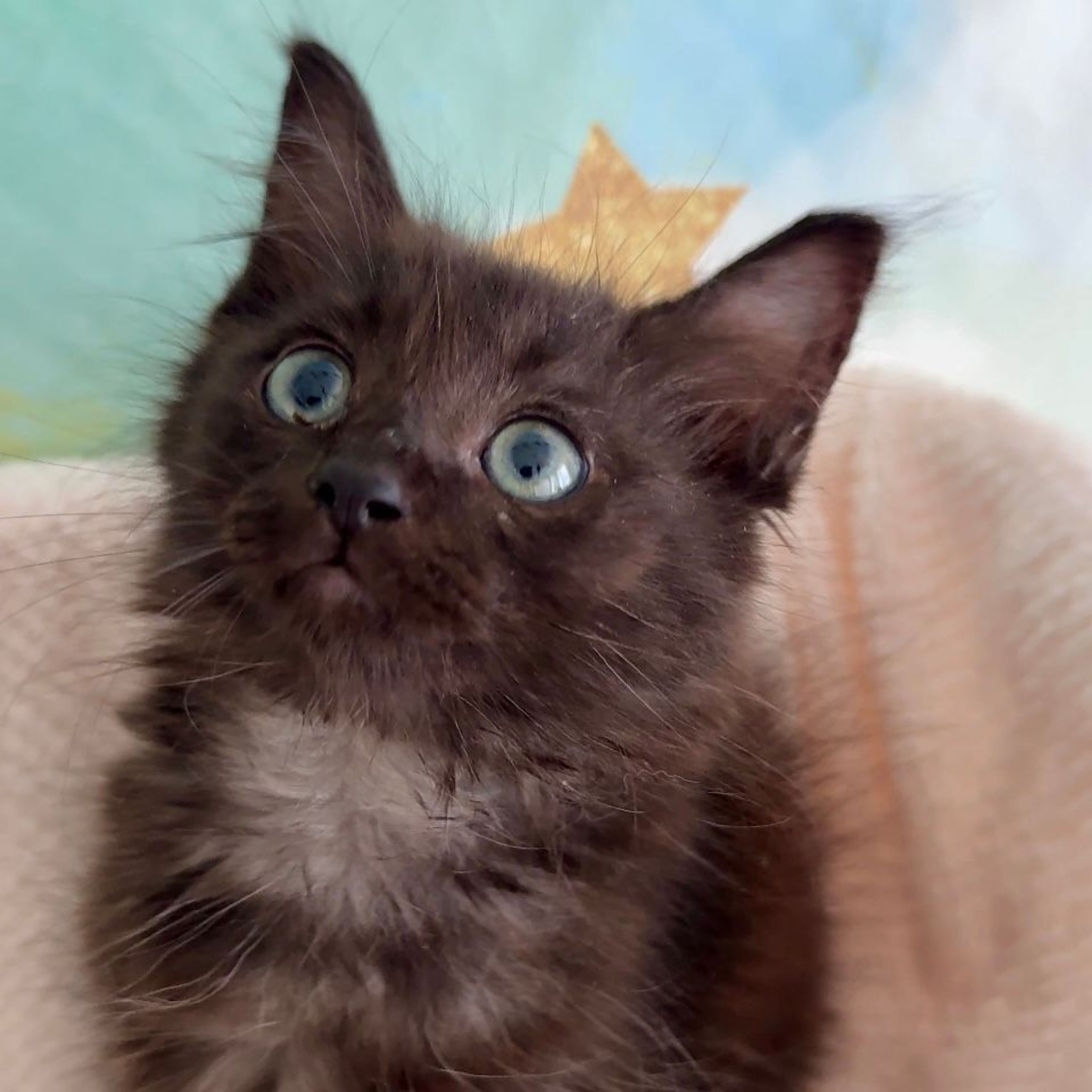 雑種（ミックス猫）・オスの里親募集の写真
