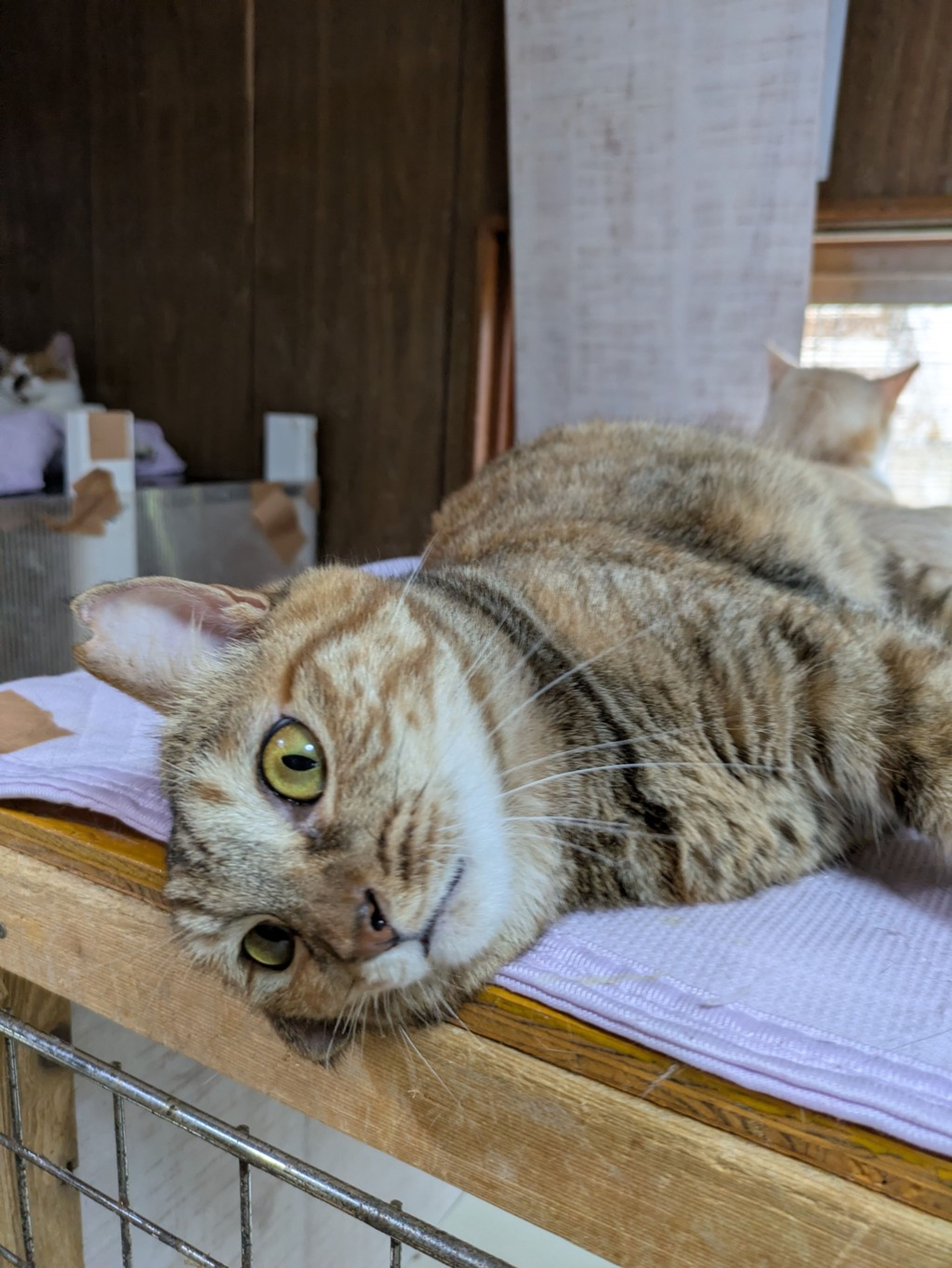 雑種（ミックス猫）・メスの里親募集の写真