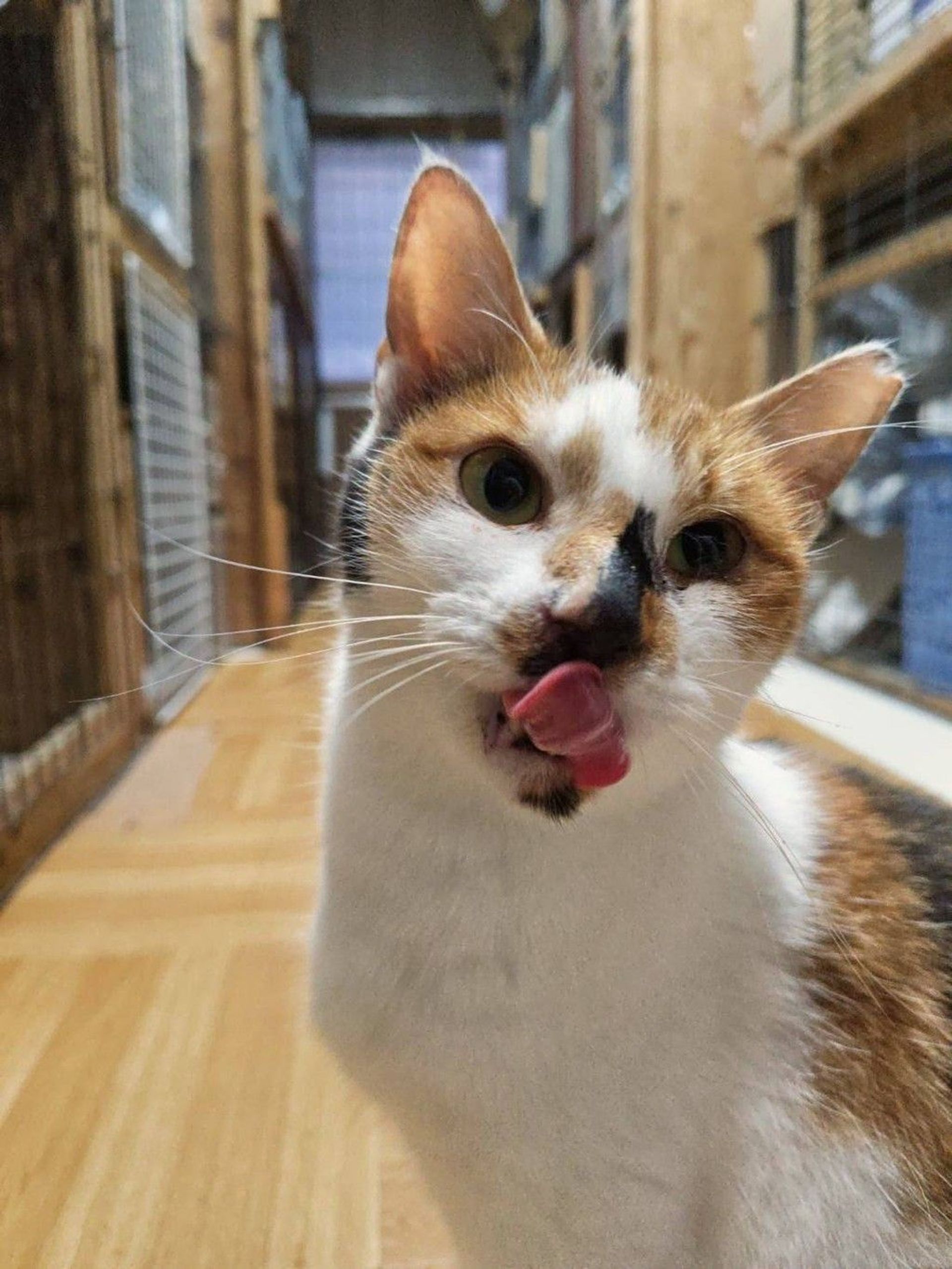 雑種（ミックス猫）・メスの里親募集の写真