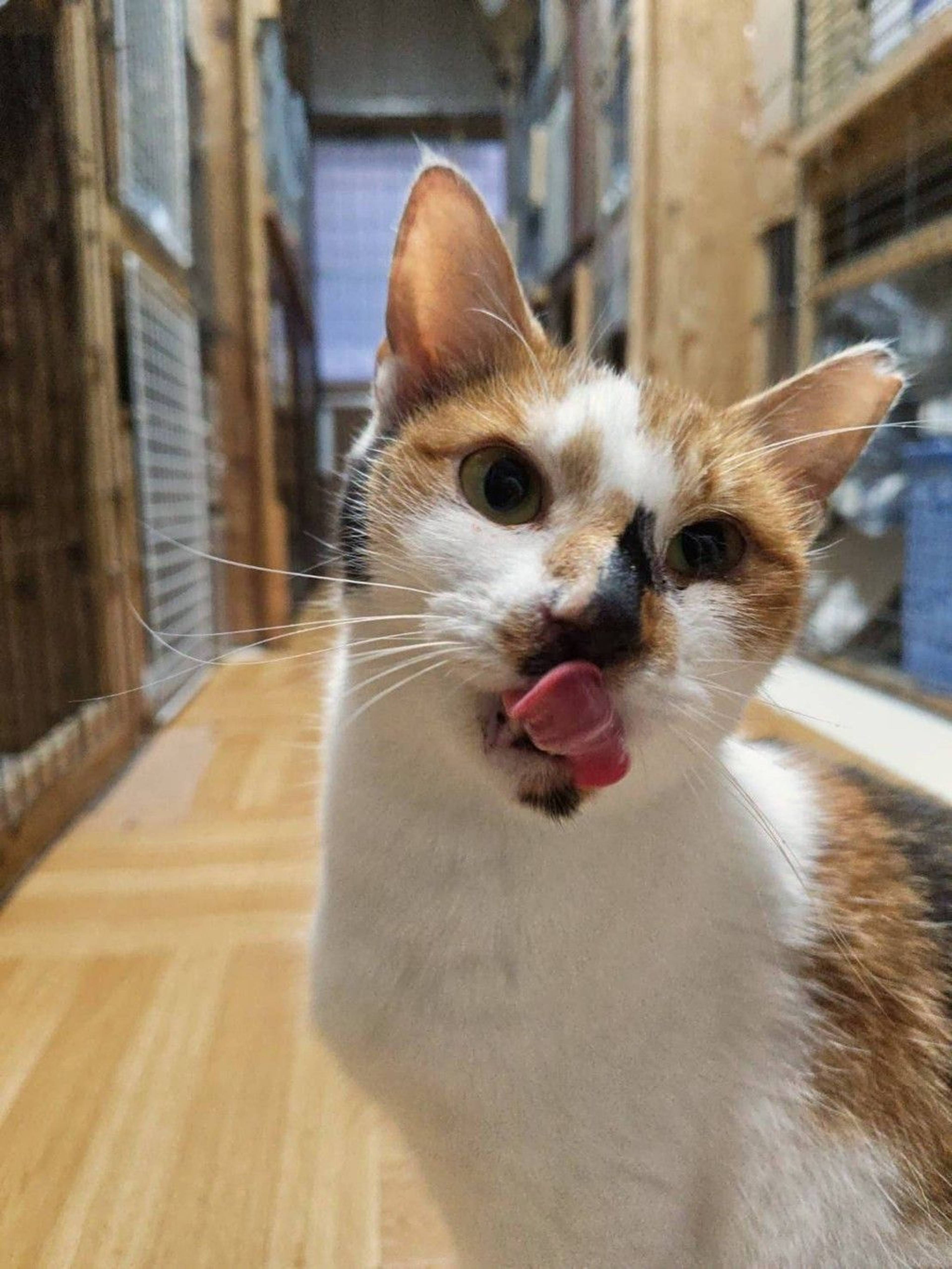 雑種（ミックス猫）・メスの里親募集の写真
