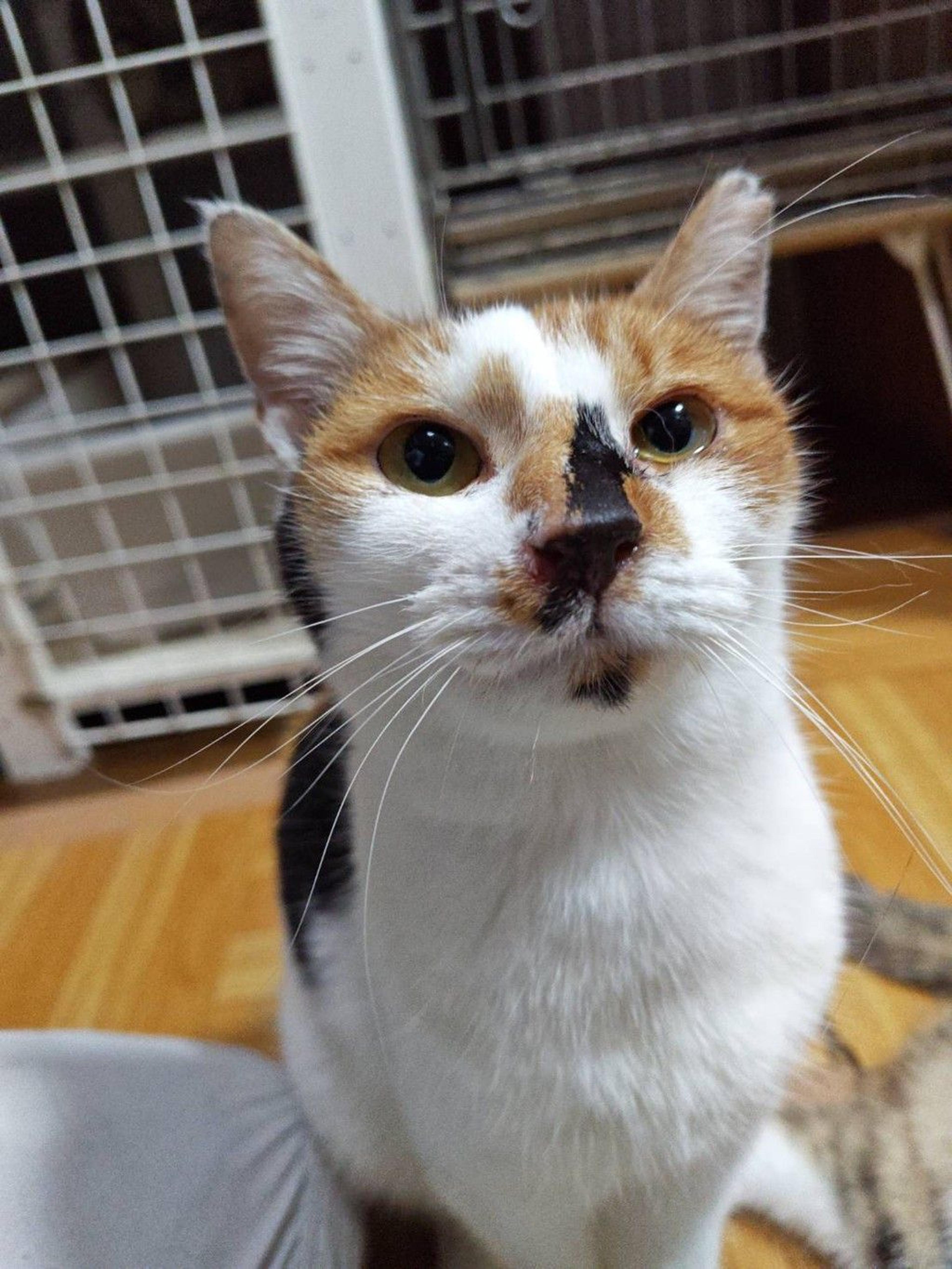 pet-image-2
