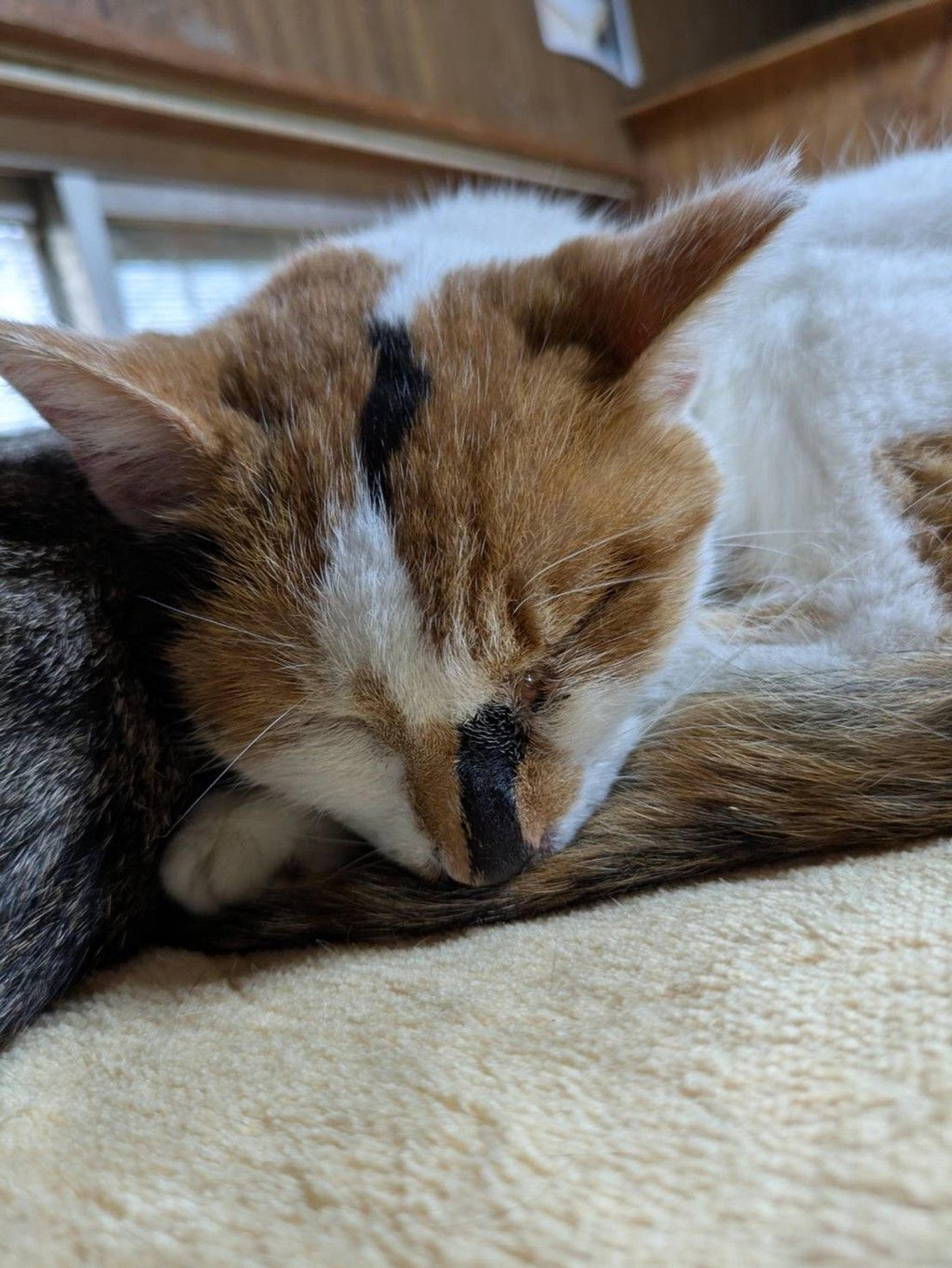 pet-image-4