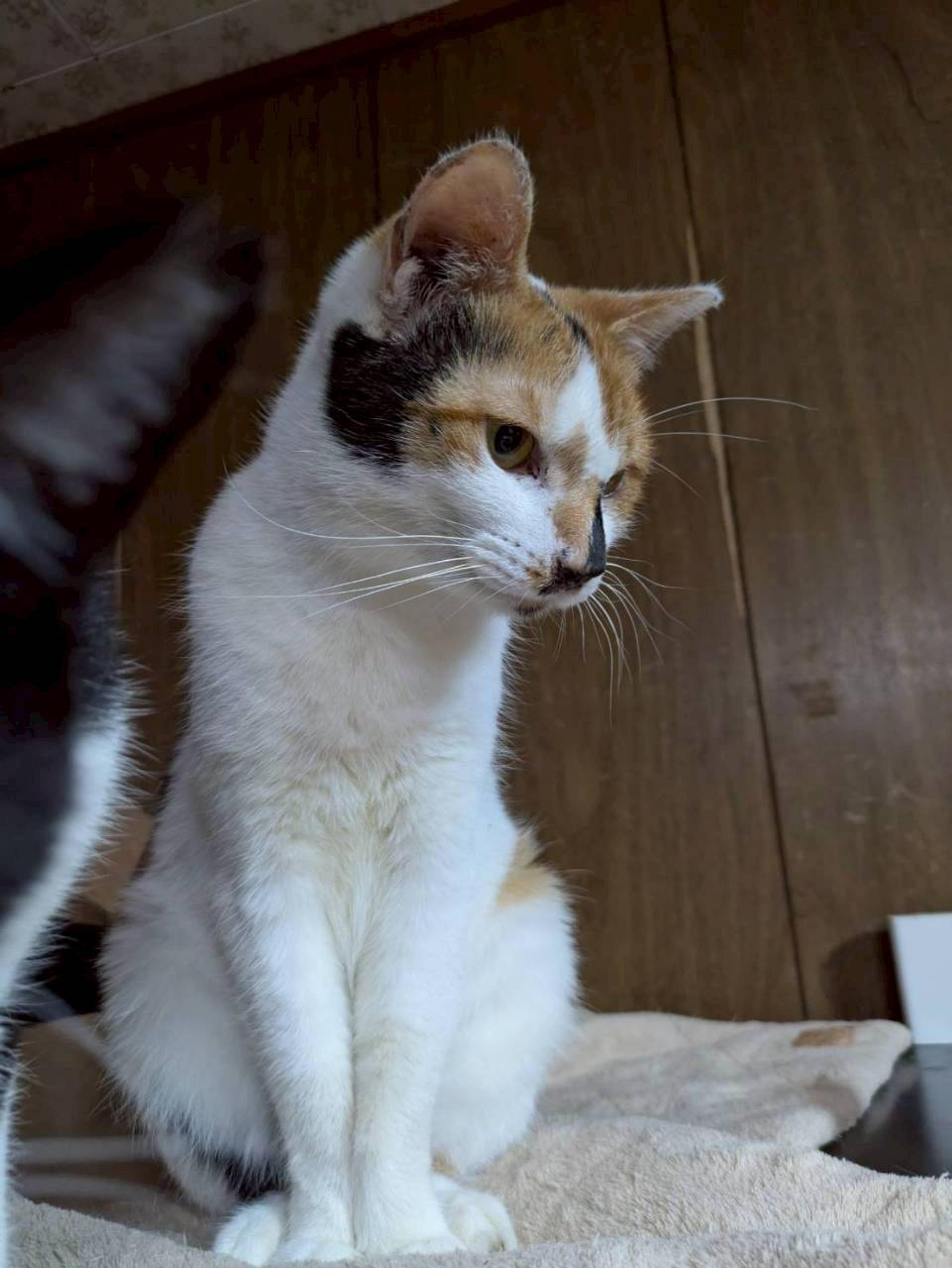 pet-image-5