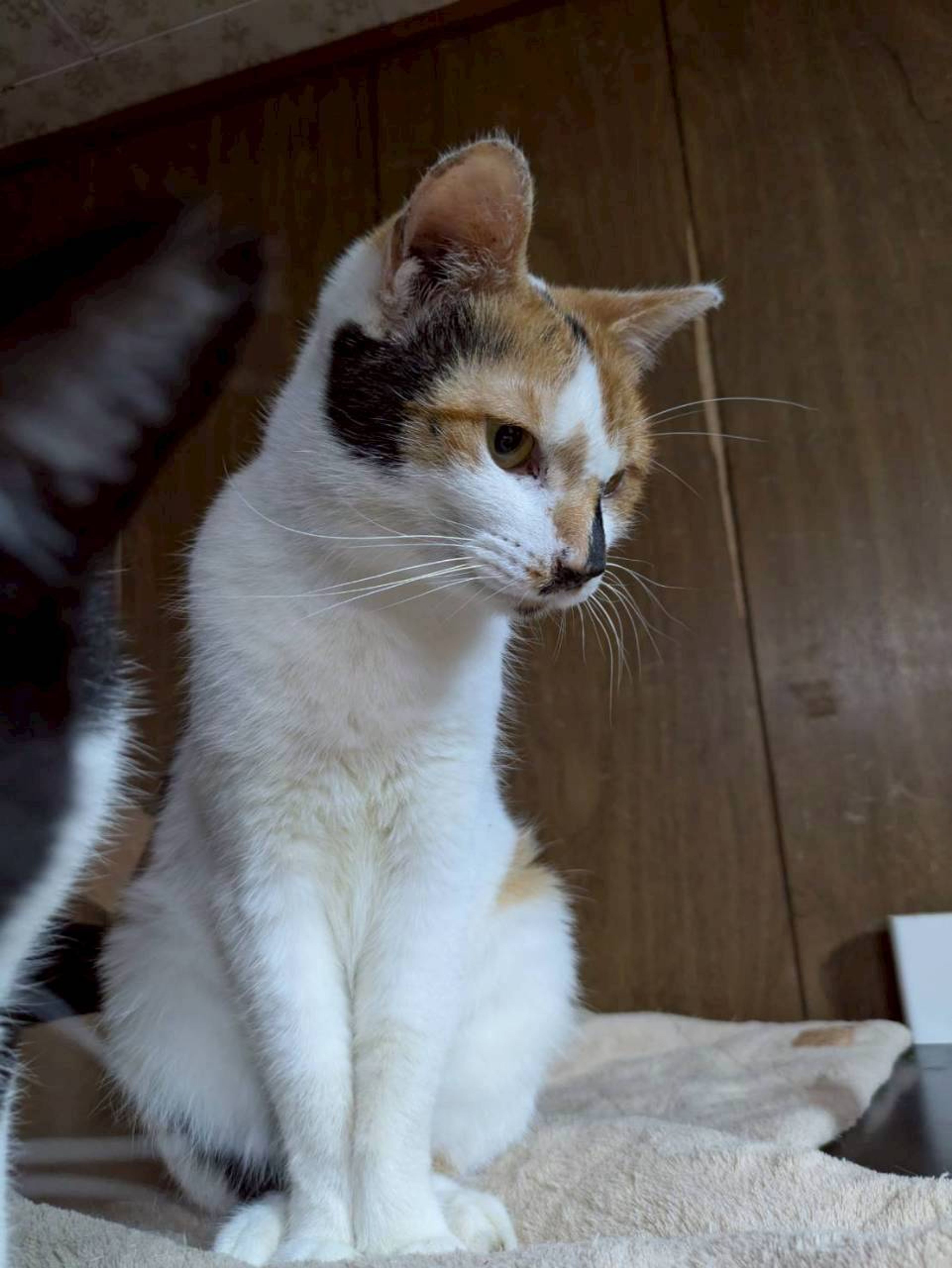 pet-image-5
