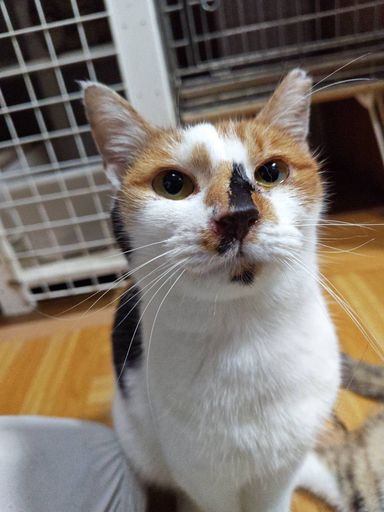 カシスの写真